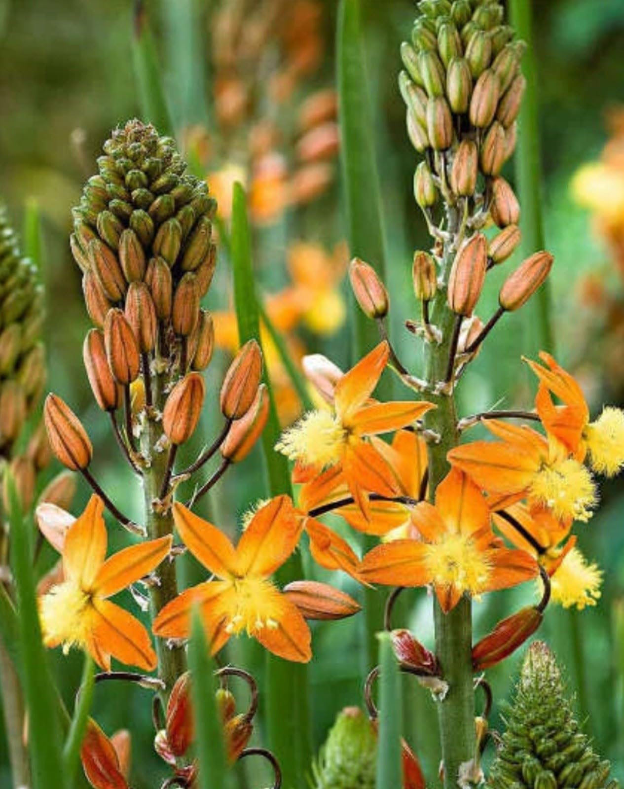 Live Plant - Orange bulbine-Bulbine frutescens-Small Rooted Starter Plant-Butterfly Host!