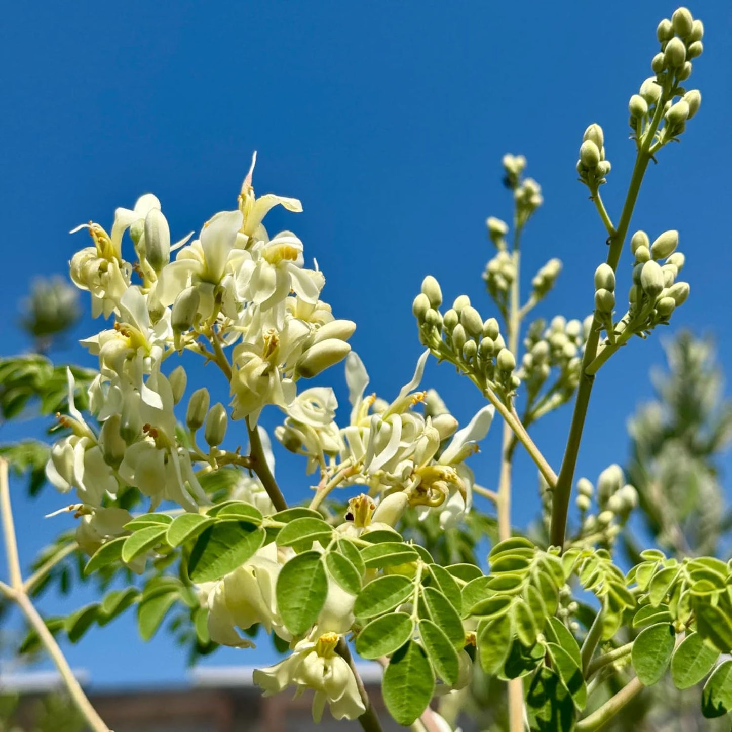 Moringa Oleifera Tree Live Plant, Malunggay Plant Live, 1 Year Old, Moringa Tree Plant Live, Drumstick Malunggay 4 Inc Pot Well-Rooted