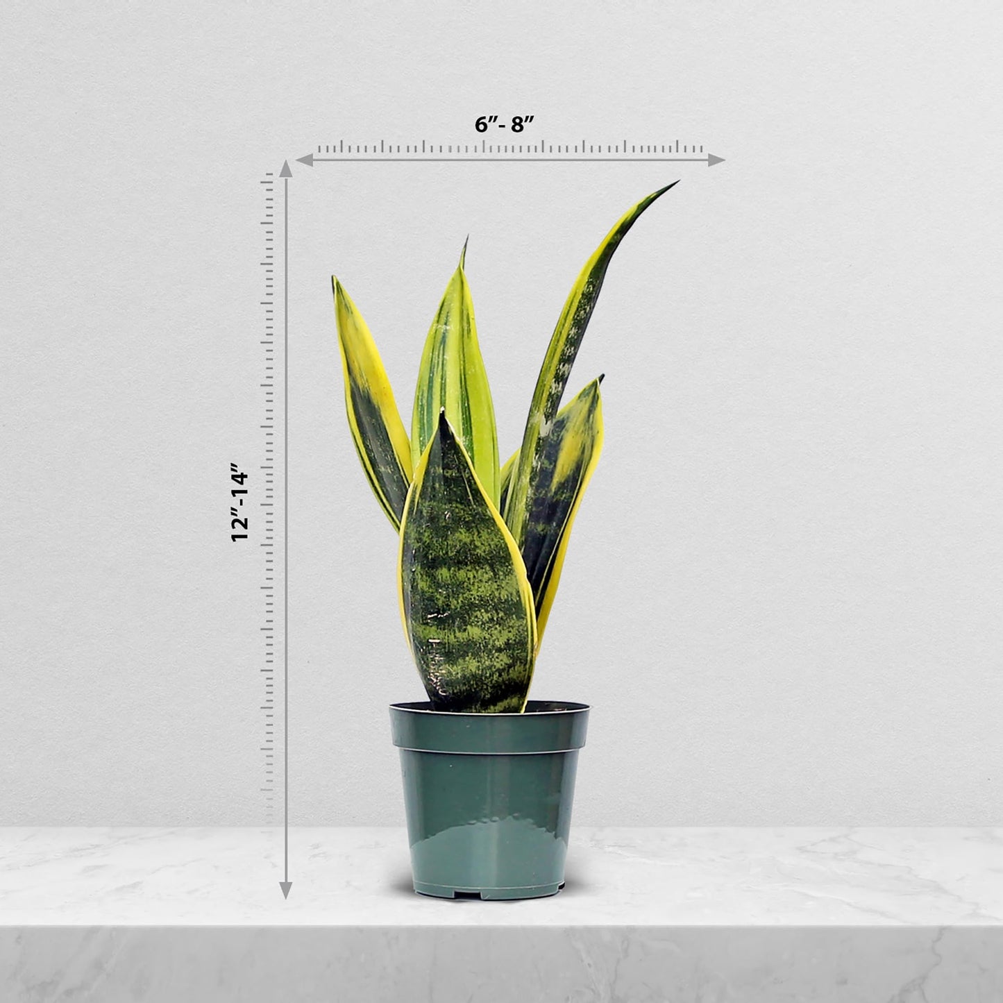 Live Snake Plant, Sansevieria Golden Flame, Mother's Day Gift, Plant Lover Gift, Housewarming Gift, Fully Rooted Houseplant, Variegated Plant, Co-Worker Gift, Birthday Gift in 4" Pot