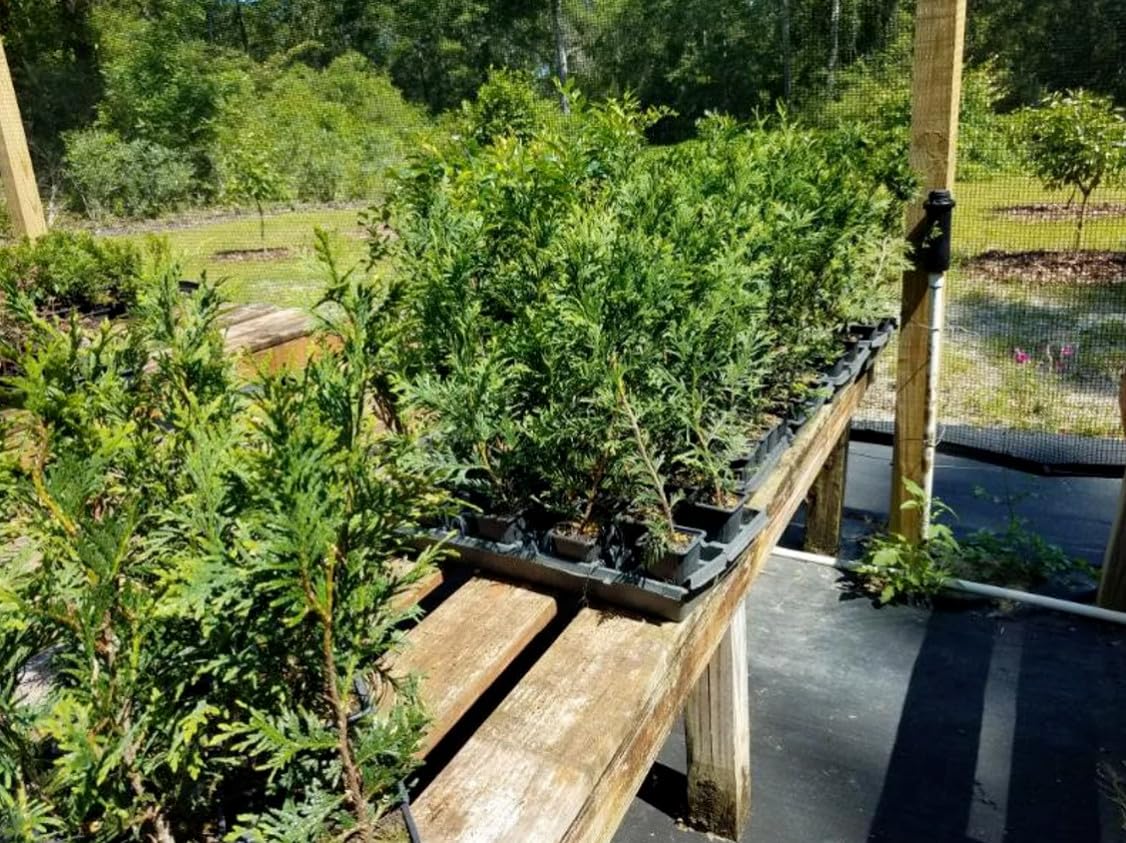 Live Plant - 5 Thuja Green Giant Arborvitae Trees/Shrubs - 6-12" Tall Live Plants, 2.5" Pots