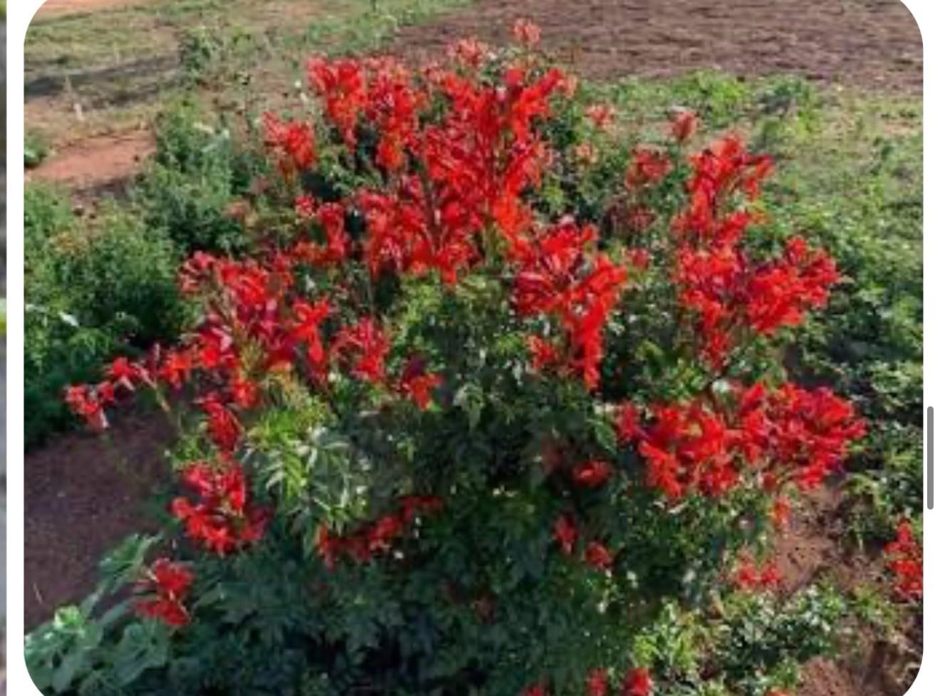 Live Plant - Cape Town Red Tecomariasmall Rooted Starter Planthummingbird Heaven!
