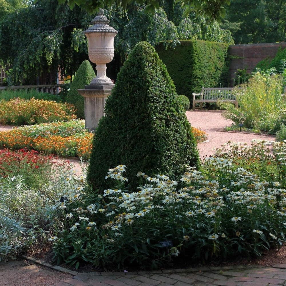 Buxus Green Mountain (3 Gallon)