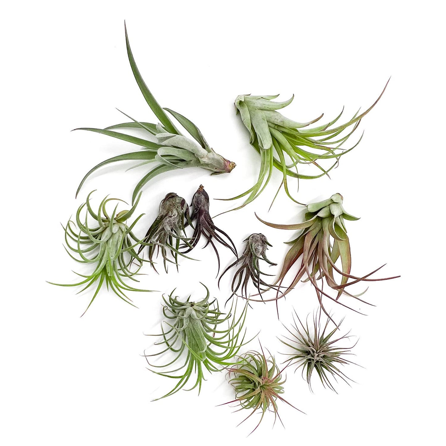 ragnaroc Air Plants - Freyja Gift Box - 10ct - Live Arrival Guaranteed - House Plants for Home Decor & Gift