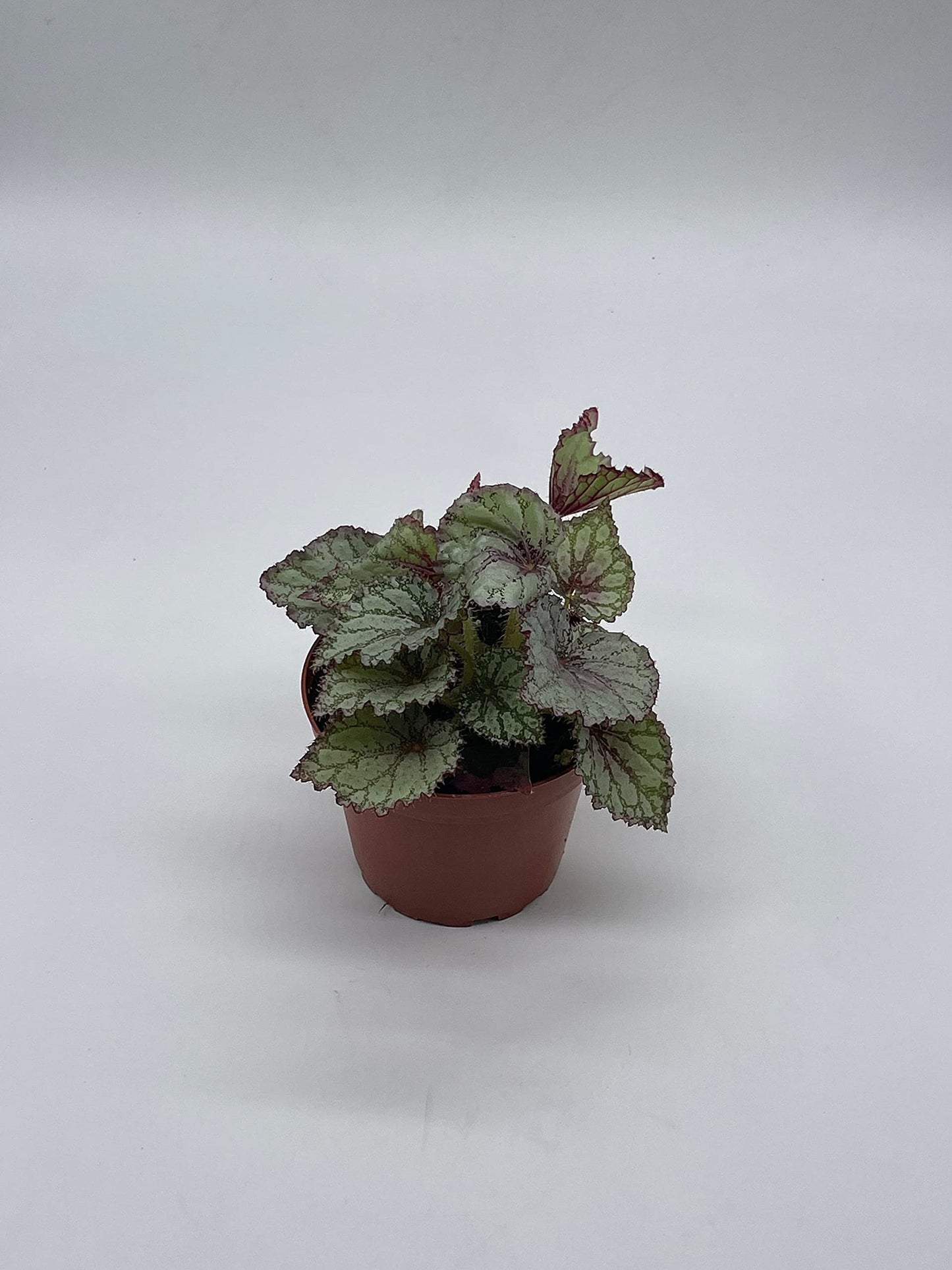 BubbleBlooms Peace Begonia Rex, 4 inch