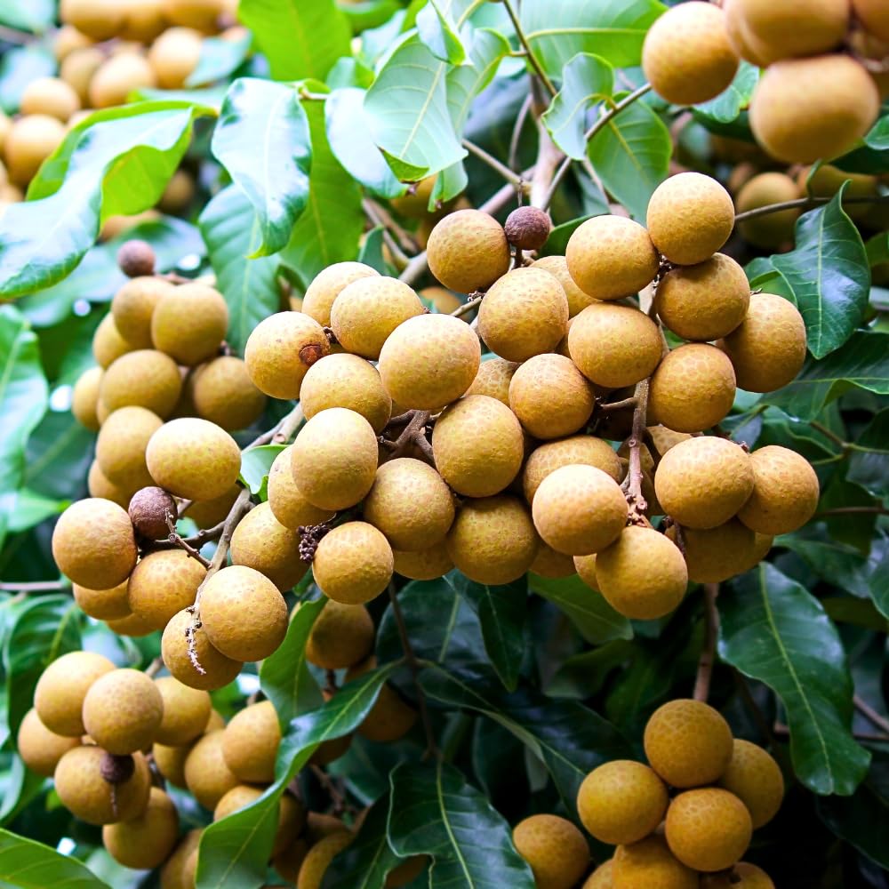 Longan Fruit Tree Live Plant, Tropical Fruit Plant Ready to Plant, 3-4 Ft Tall in 3 Gallon Pot, No Shipping to CA