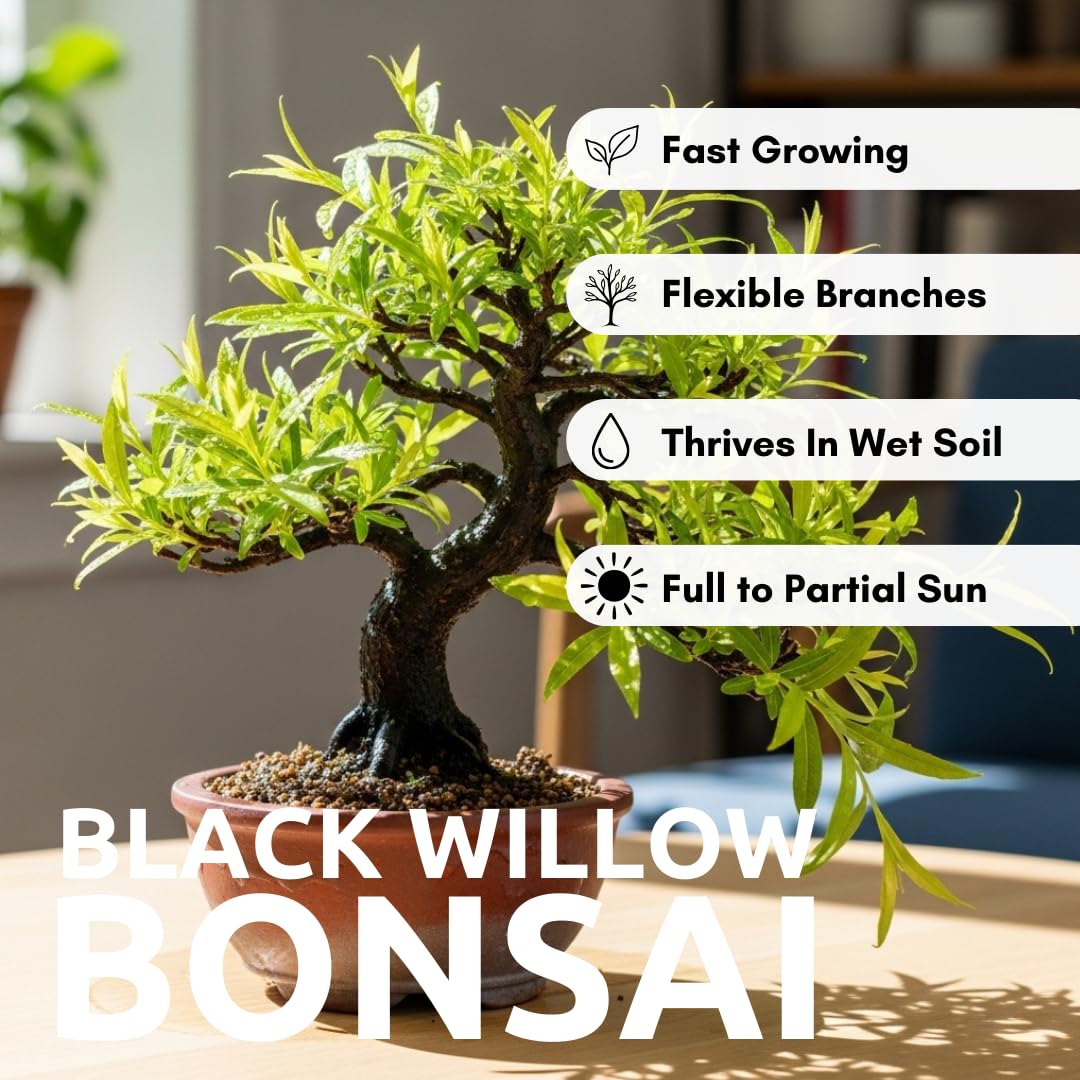 Blackskin Willow Bonsai Tree Cutting to Grow - Rare Dark Branches, Easy-to-Grow Bonsai for Indoor & Outdoor Decor, Beginner-Friendly, Unique Miniature Tree Gift, Fast Growing