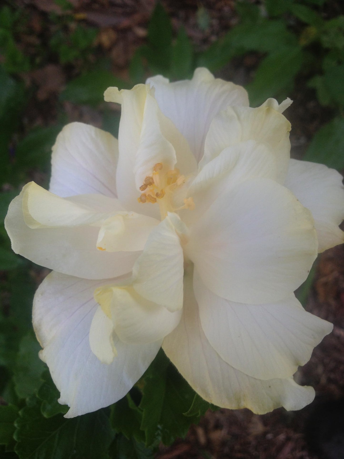 Elephant Ear - Exotic Tropical Hibiscus rosa-sinensis Hybrid - Live Plant - Fancy Double Cream White Pastel Pink Flower - Emerald Goddess Gardens - Starter Sz 4 Inch Pot