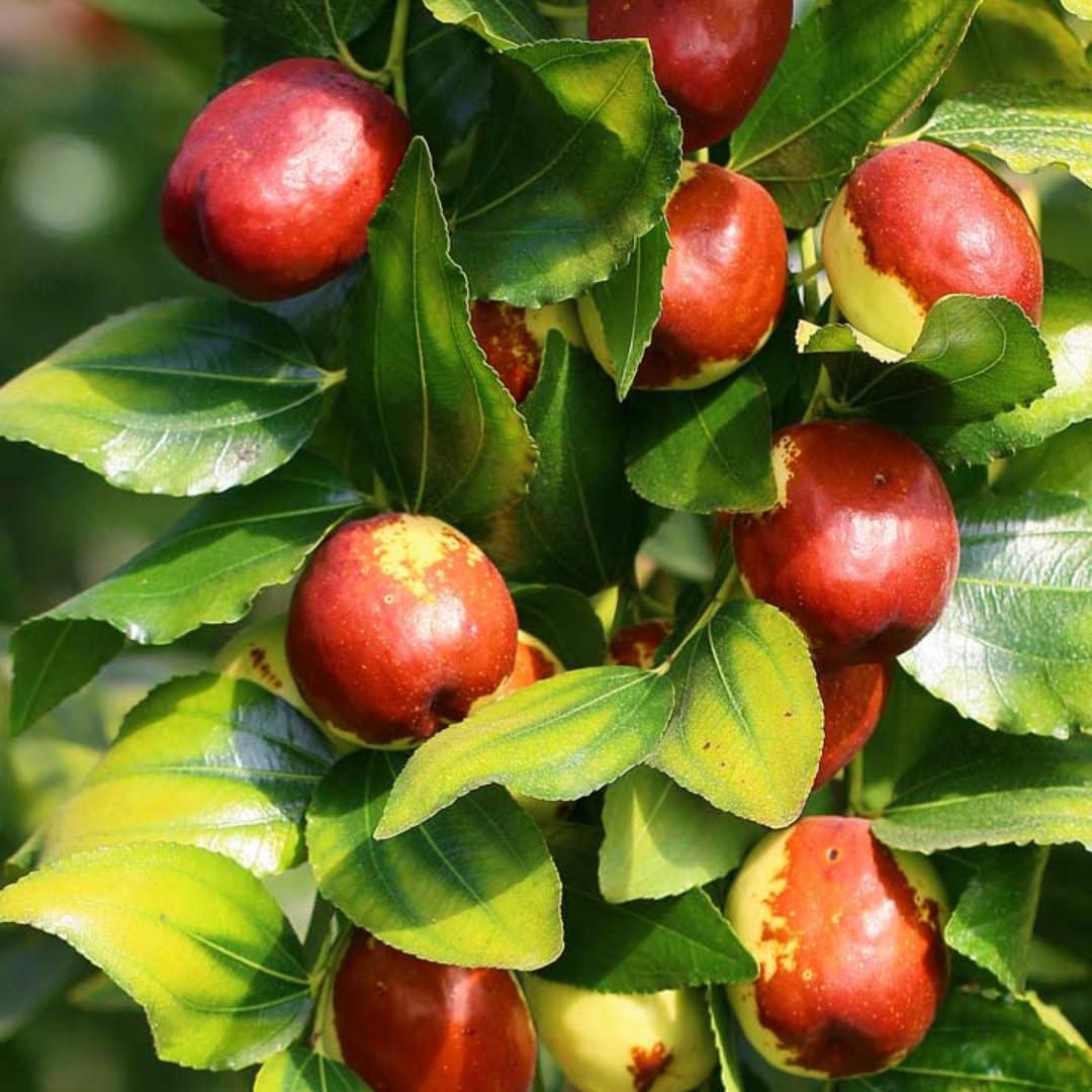 9 Months Old Li Jujube Tree Live Plant, 10-14 Inches Tall for Planting, Ready to Bear Fruit Within 1-3 Years, Dormant in Winter