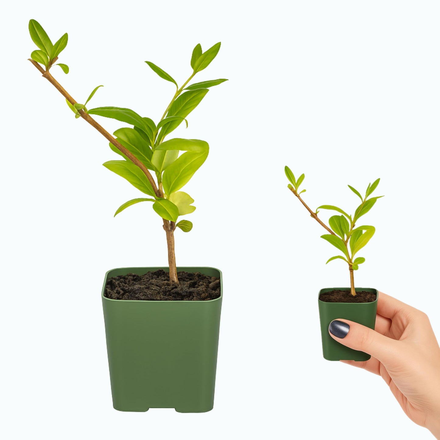 White Fragrant Japanese Honeysuckle Vine, Starter Plant, Climbing Landscape Outdoor Garden Plant 2 inch Pot (3)
