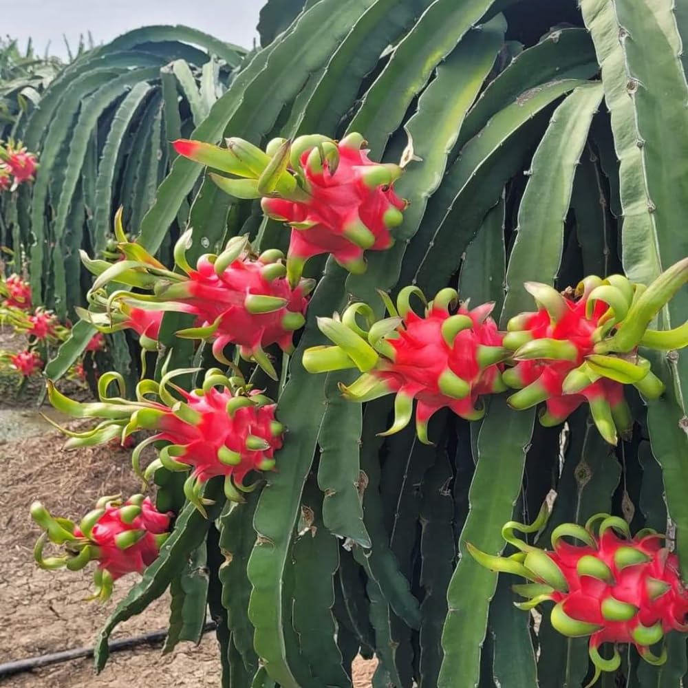 White Dragon Fruit Tree Live Plant, 3 Gallon Pot, Live Dragon Fruit Plant, Sweet Fruit Plant Outdoor Garden