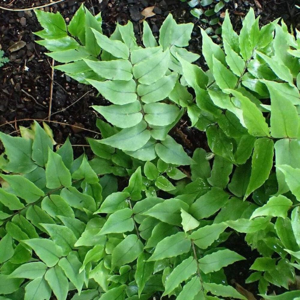 Fern-C. Japanese Holly Fern (1 Gallon)