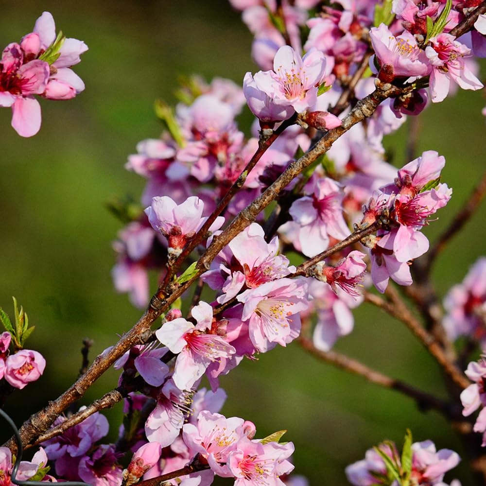 June Red Peach Tree, Self-Pollinating, Pink Flowering, Deciduous, 1 gal Nursery Pot, 1-2 ft Tree Height (Due to Agricultural Laws, we Cannot Ship to CA, AZ, AK, or HI), 2 Trees
