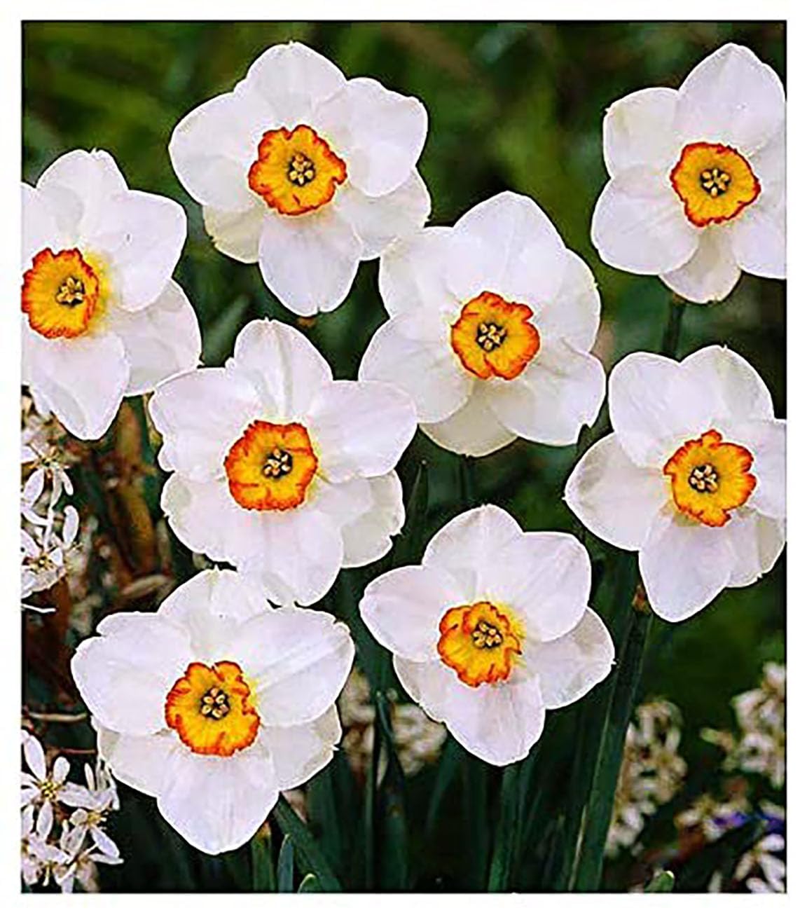 5 Jersey Lace Narcissus Bulbs - Top Size Daffodil Bulbs