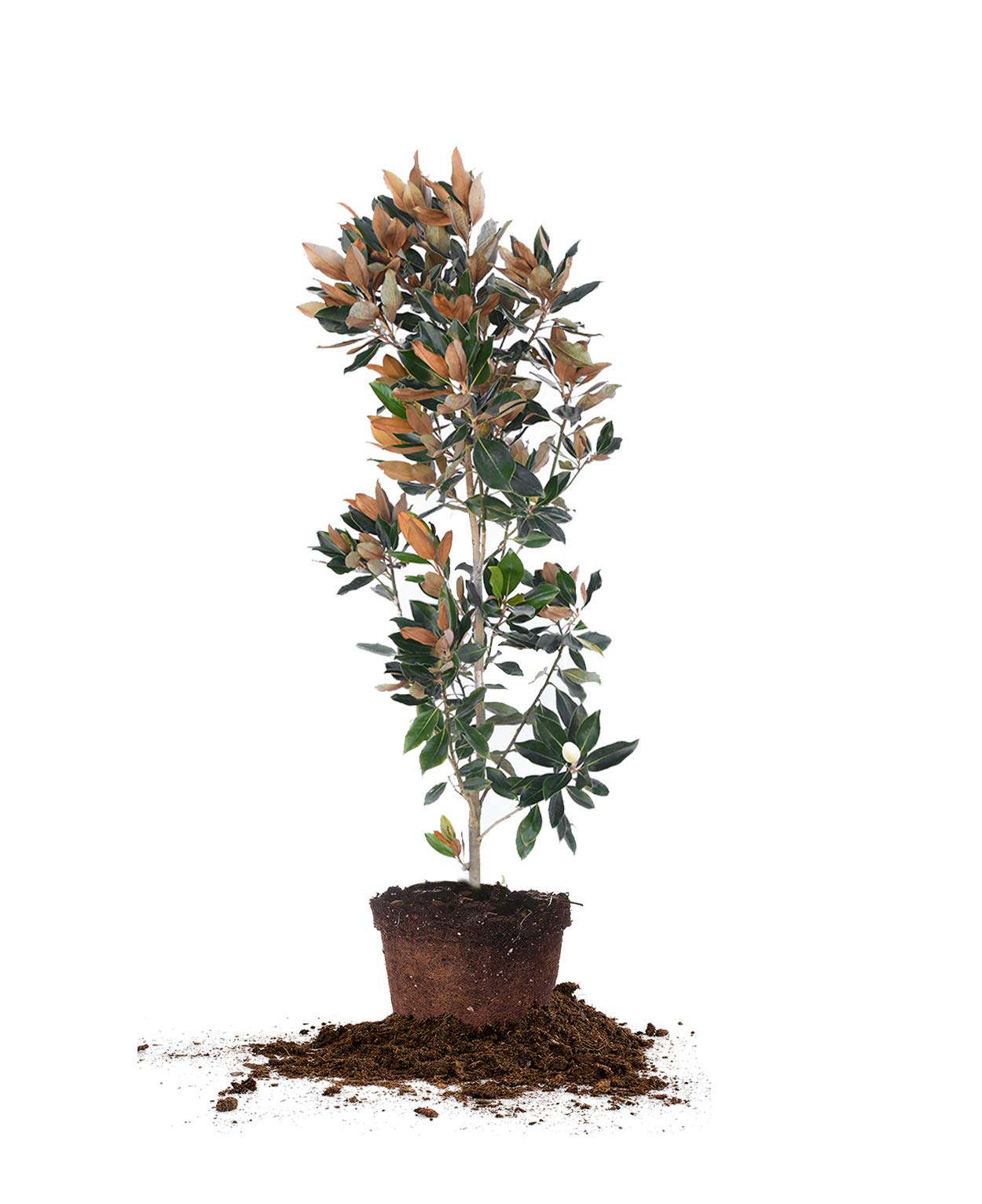 Little Gem Magnolia - Size: 4-5', Live Plant, Includes Special Blend Fertilizer & Planting Guide
