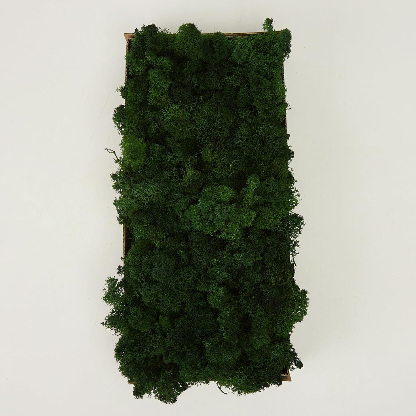 Prefleur Preserved Reindeer Craft Moss Natural DIY Kit Gardenning Art Wall Olive Green Florist Easter Table Decor Wedding(0.85lb)(Green-12)