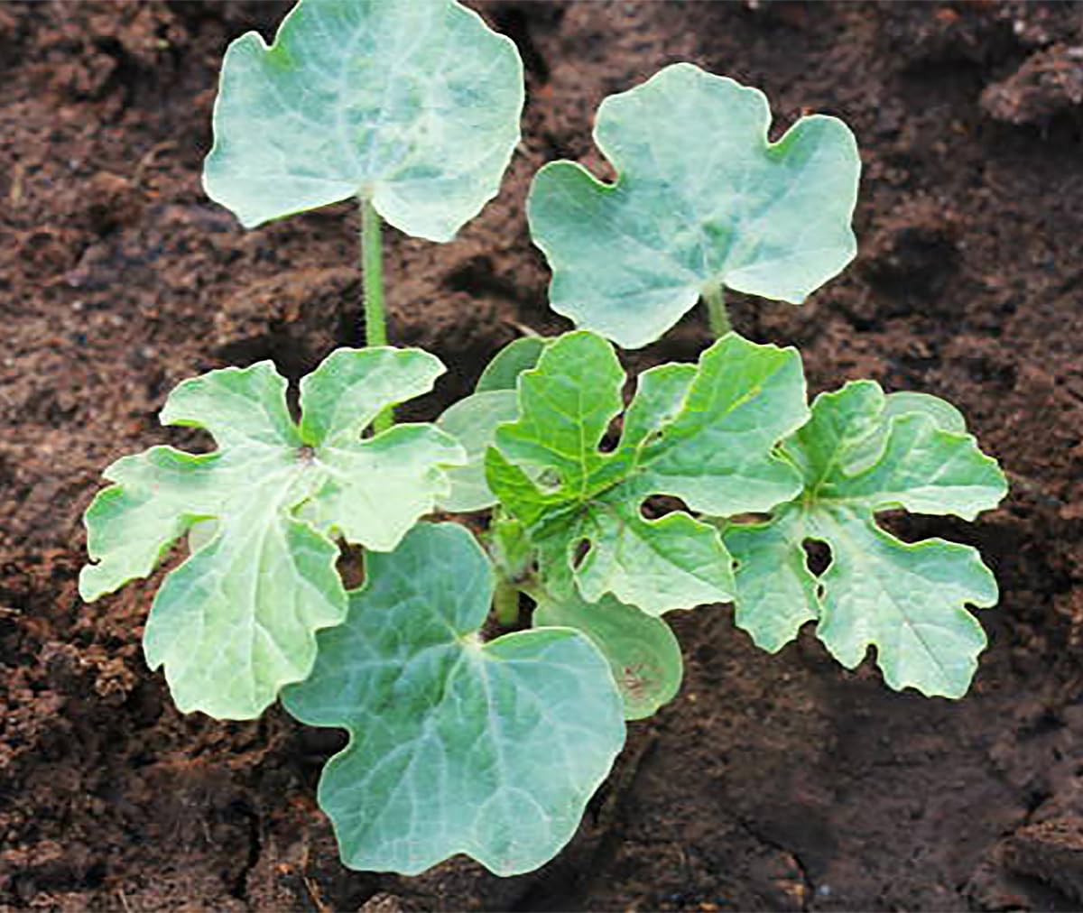 Delicious: Tendersweet Orange Watermelon Seeds - Produces Watermelons up to 15-30 Pounds!…