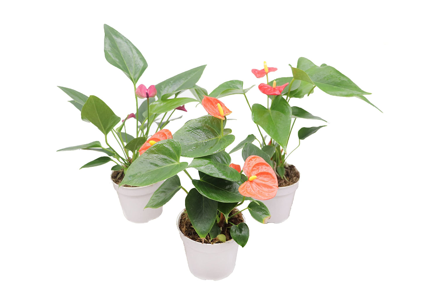 Anthurium Sampler | 4 inch | Tropical Ambiance (2 Surprise Color Anthuriums)