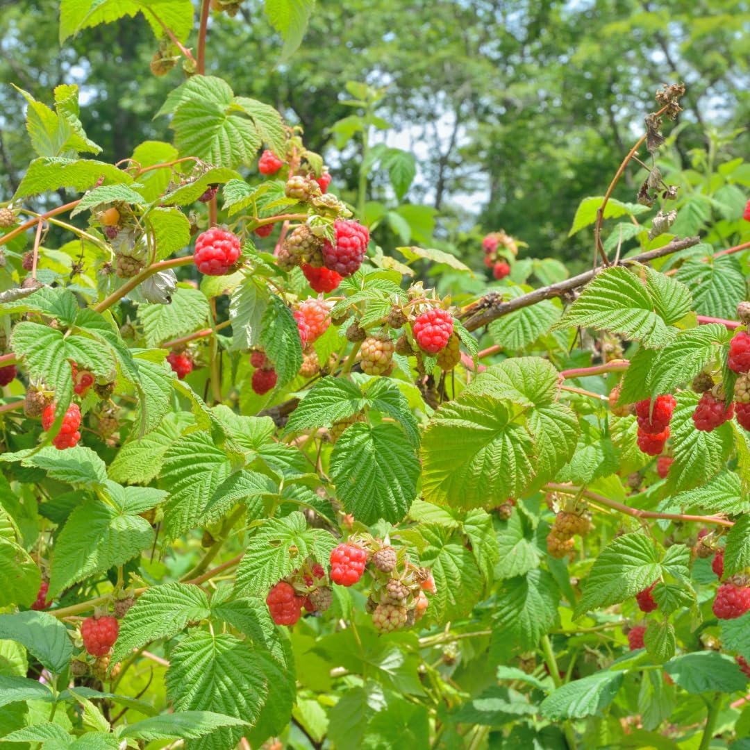Set of 2 Live Red Raspberry Plants, Sweet Berry Shrubs, 3 Inch Pot for Growing