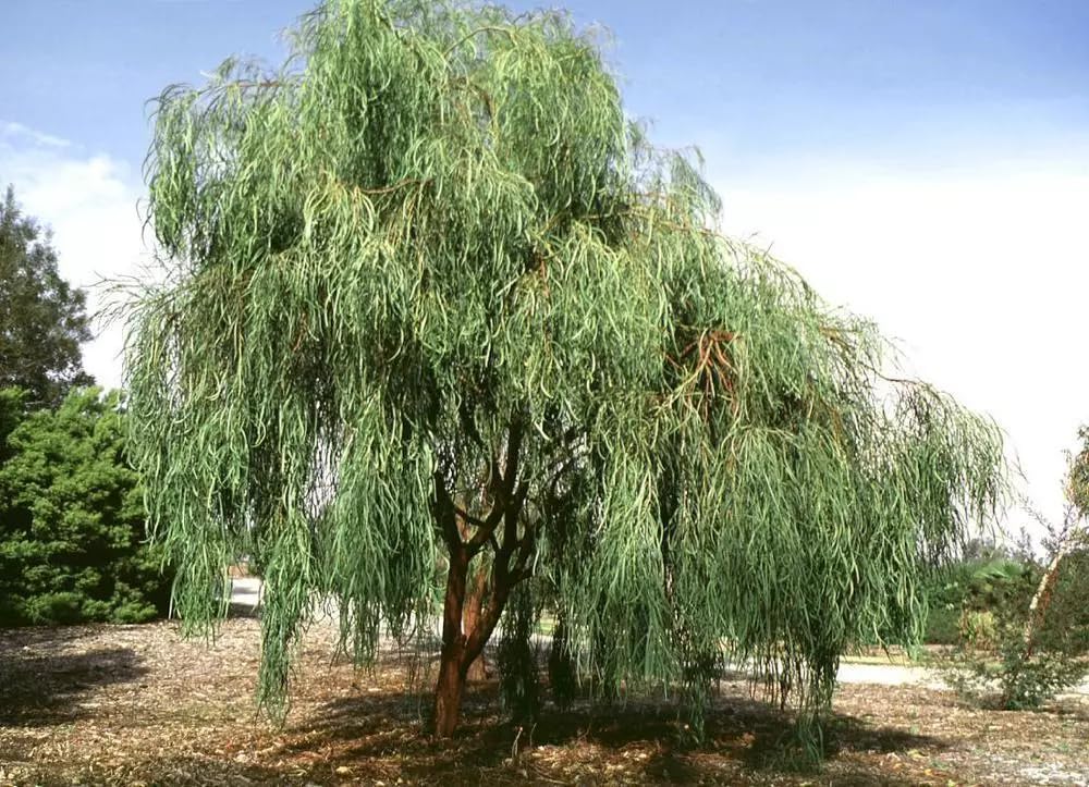 Shoestring Acacia Willow Tree Cuttings – 10 Fresh Cuttings, 8 Inches Long
