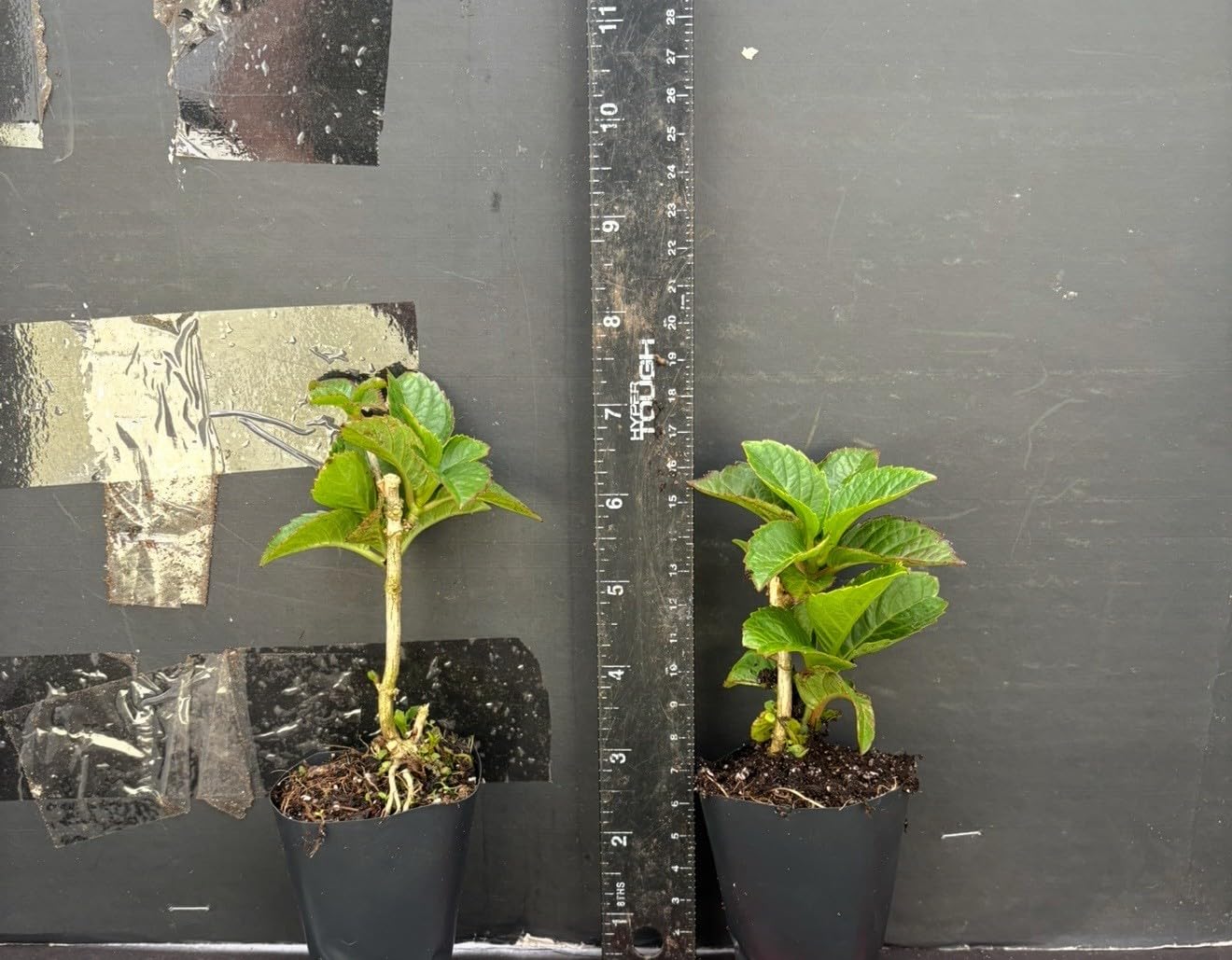 Live Plant - Hydrangea Well Rooted Starter Plant Blood Red Blooms!