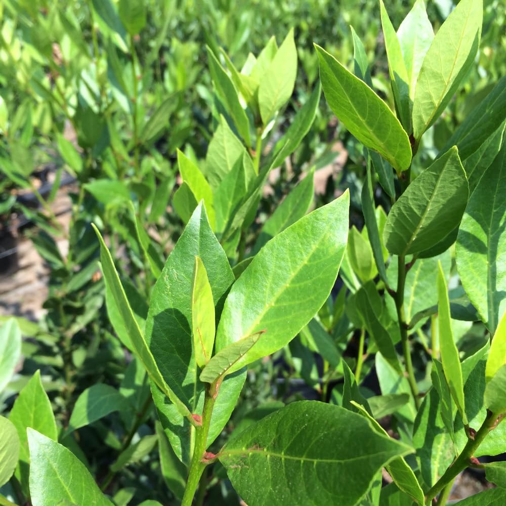 Sweet Bay Laurel Plant Live, Laurus Nobilis Bay Leaf Tree, 5-9" Tall, Fragrant Herb