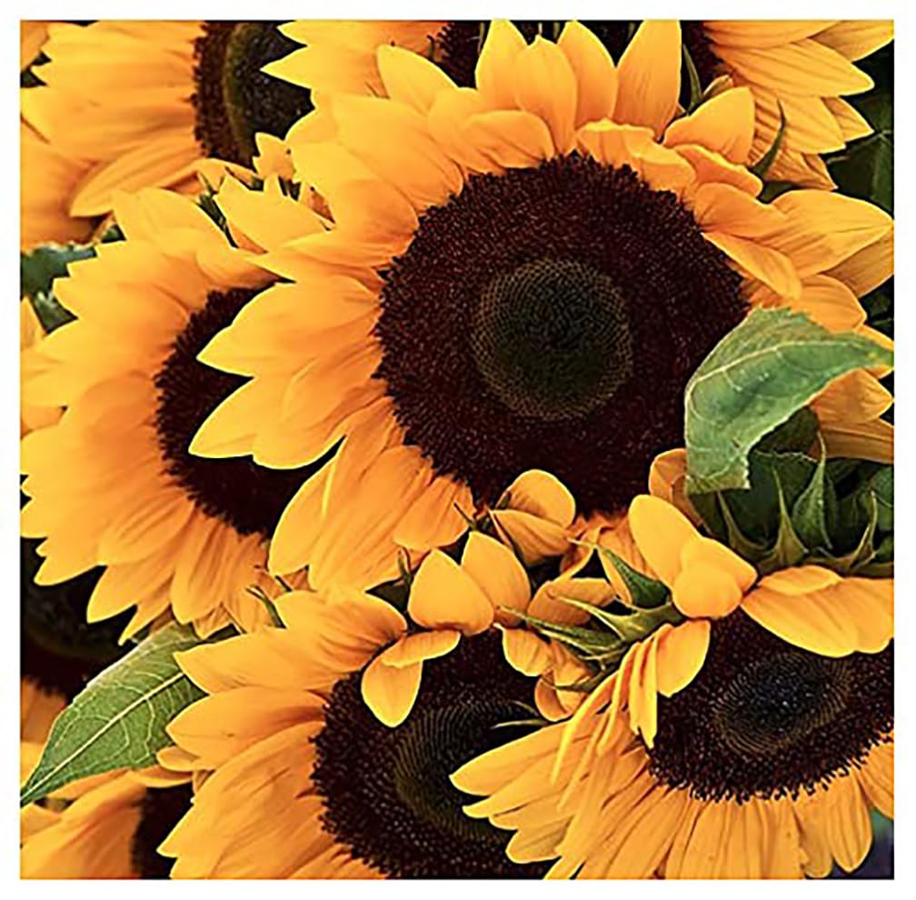 Giant Sunflower Seeds - Mammoth Grey Striped Seeds - Attracts Bees and Butterflies