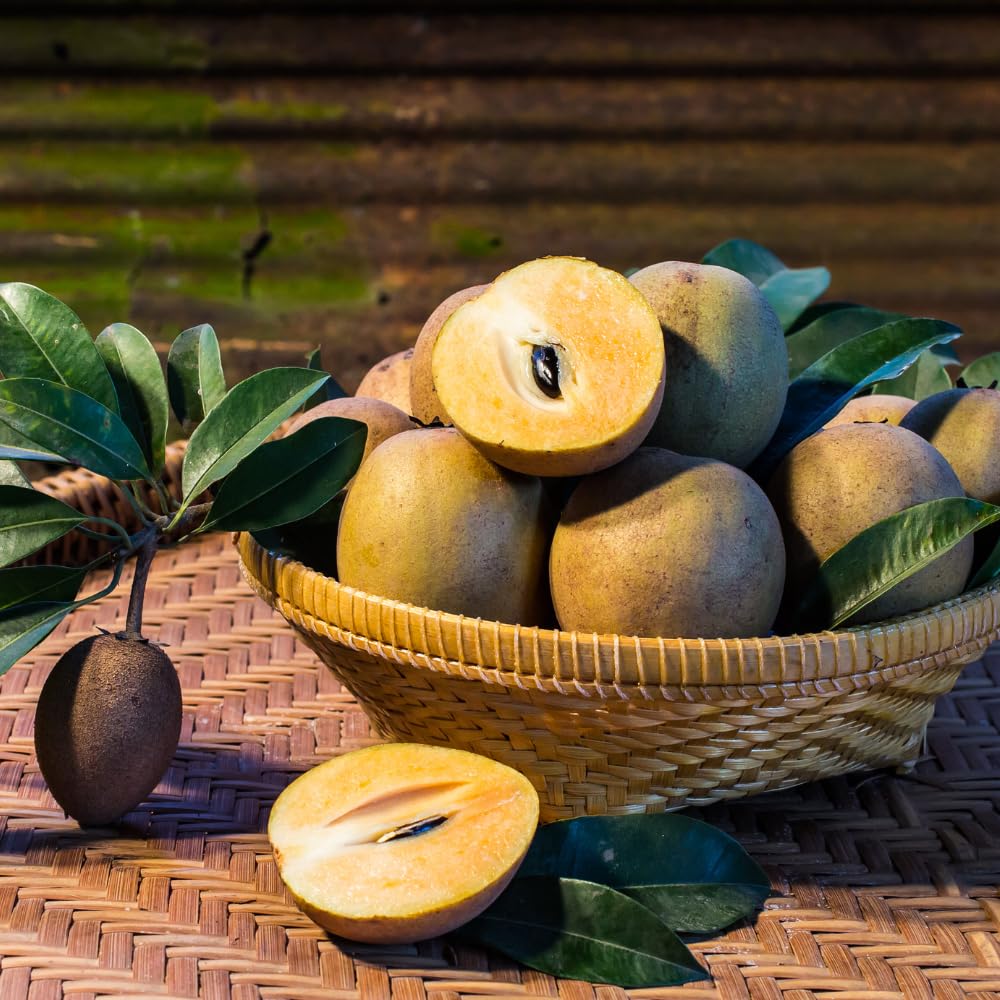 Sapodilla Tree Live Plant for Growing 2 to 3 Feet Tall, in 3 Gallon Pot, Sapodilla Plant Live Outdoor, Cannot Ship to CA