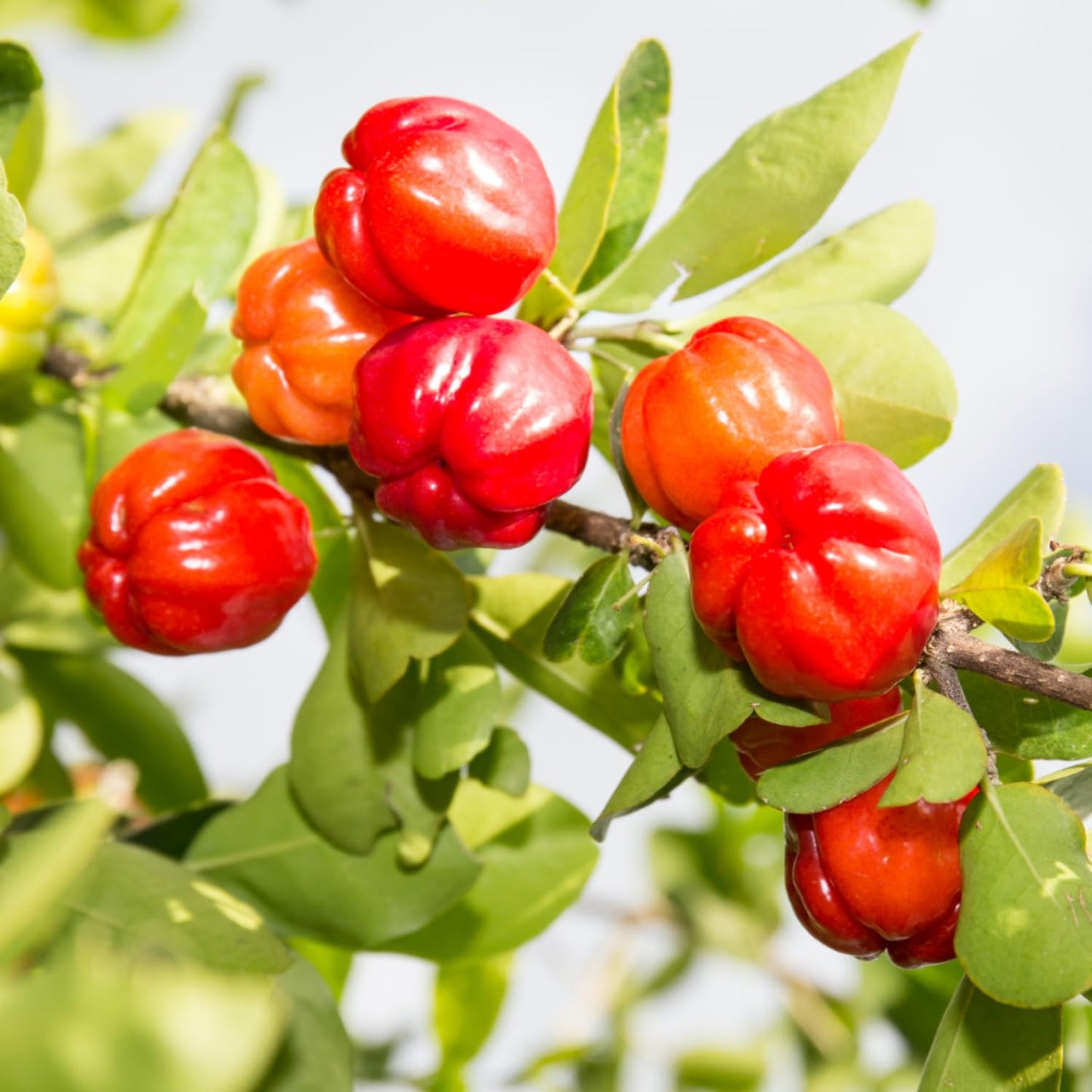 Acerola Red Cherry Seedling, Barbados Cherry Live Plant, 5-9” Tall