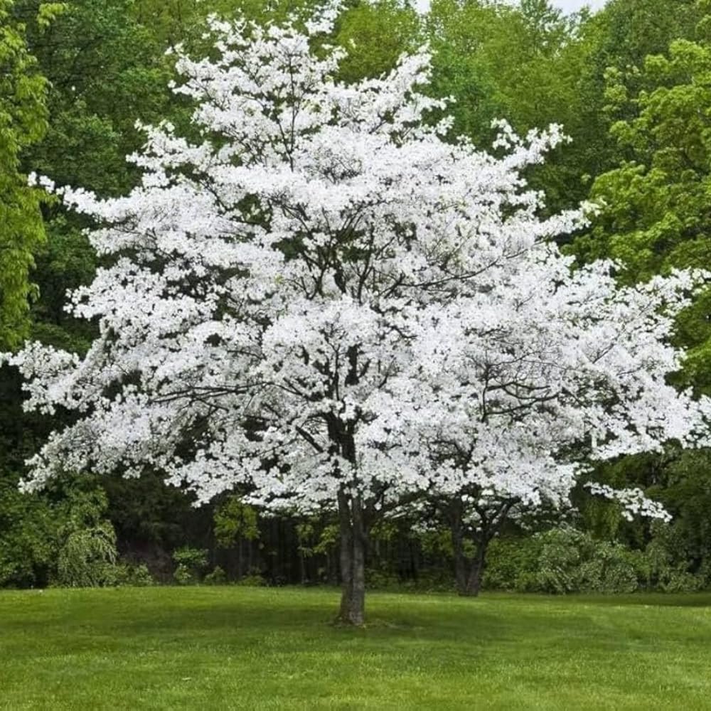 White Dogwood Tree, 8-14 Inch Tall, Quart Pot, Flowering Ornamental Tree for Outdoor Planting and Landscaping