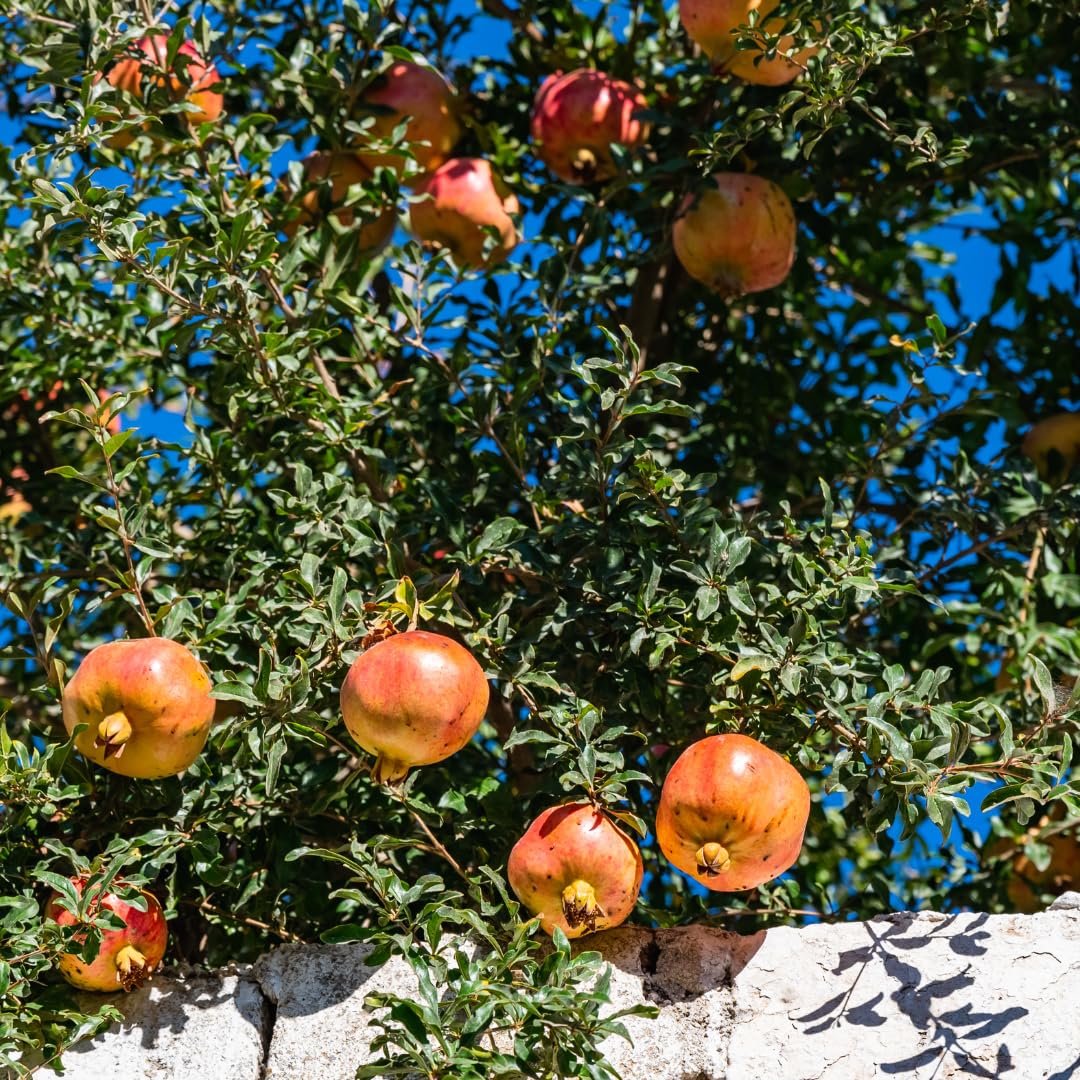 Live Pomegranate Tree, Red Pomegranate Fruit Tree, Potted - Wonderful Pomegranate Bush - Suitable for Garden Planting, Size 10 to 15 Inch Tall