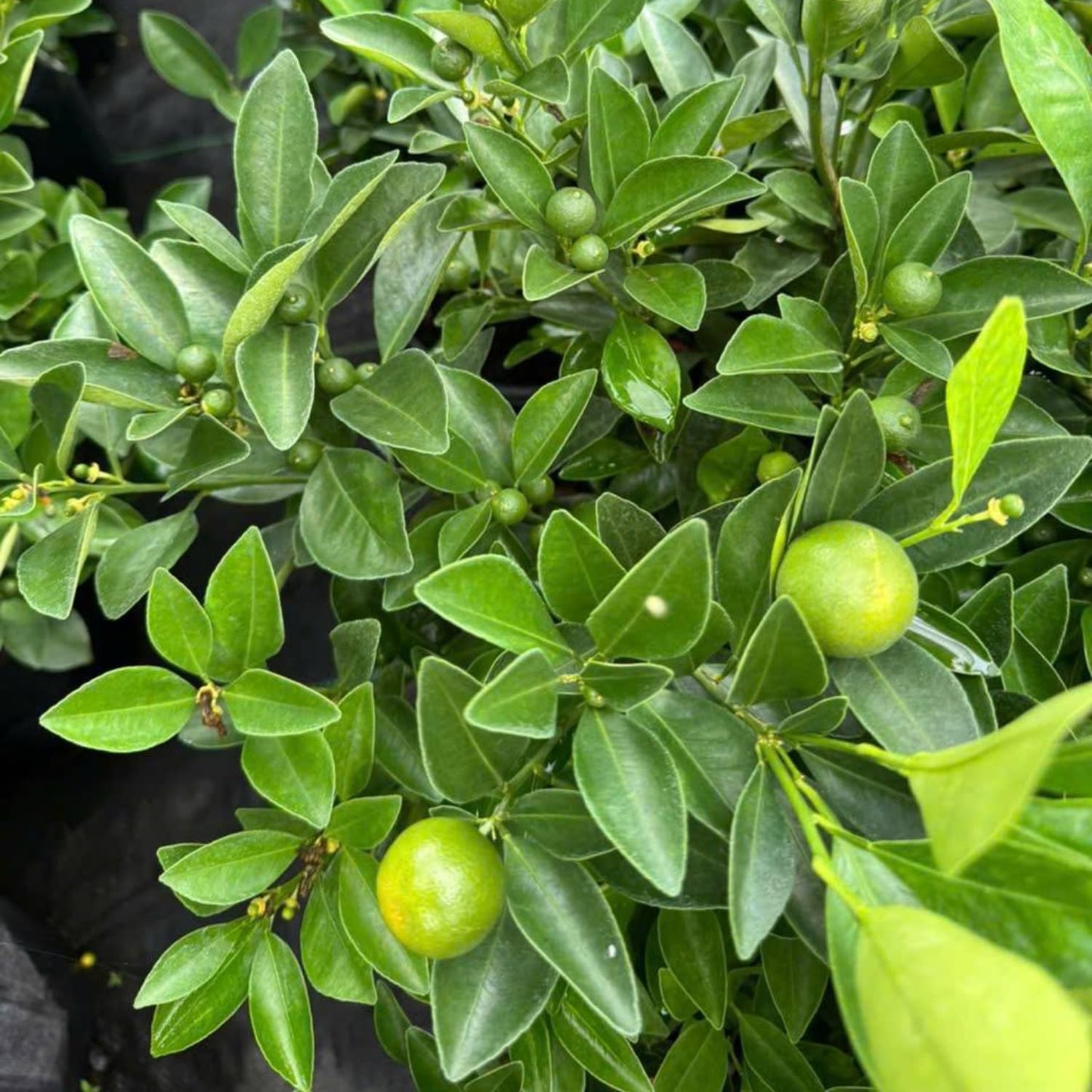 Calamansi Tree in 3 Gallon Pot, Fruit Bearing Live Calamondin Citrus Fruit Plant, Calamansi Kalamansi Tree for Planting Patio Garden