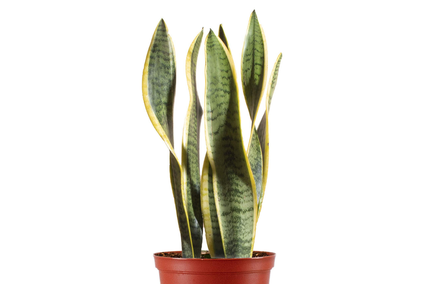 Leaf & Linen 4" Grow Pot, Live Indoor/Outdoor-Air Houseplant and Office Décor | Low Light Collection, 4 INCH, Snake Plant-Sanseveria Laurentii