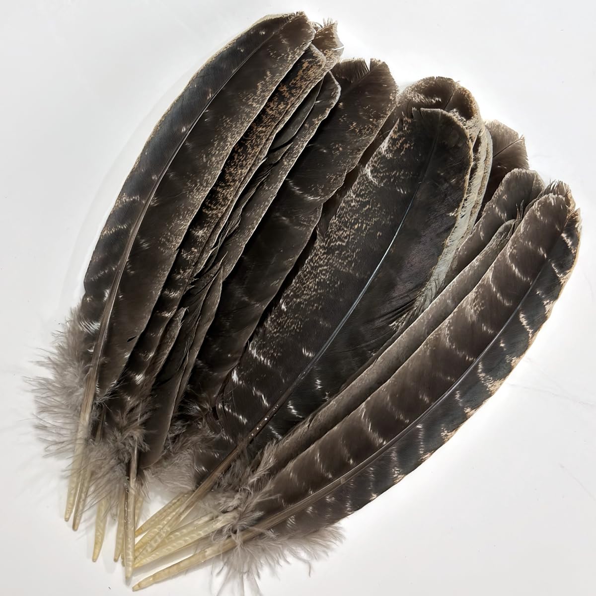 Turkey Wing Feathers,Natural Big Long Feather,11-13 inches (28-33cm),Large Size Bilateral Feathers,Left and Right Wings for Crafts,Bulk 12pcs (Natural Turkey Wing-1)