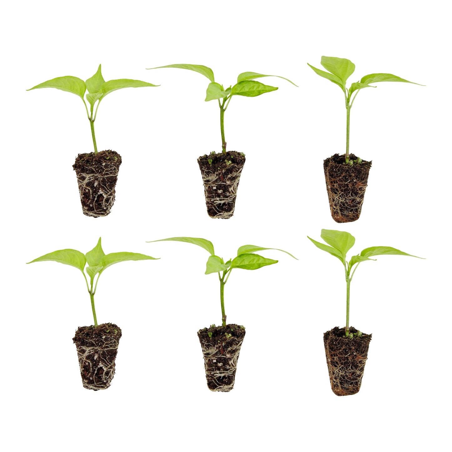 Bonnie Plants Jalapeno Pepper Plug, Live Plant, A Popular Chile Pepper, Full Sun, 3 Cubic in., 6 Pack