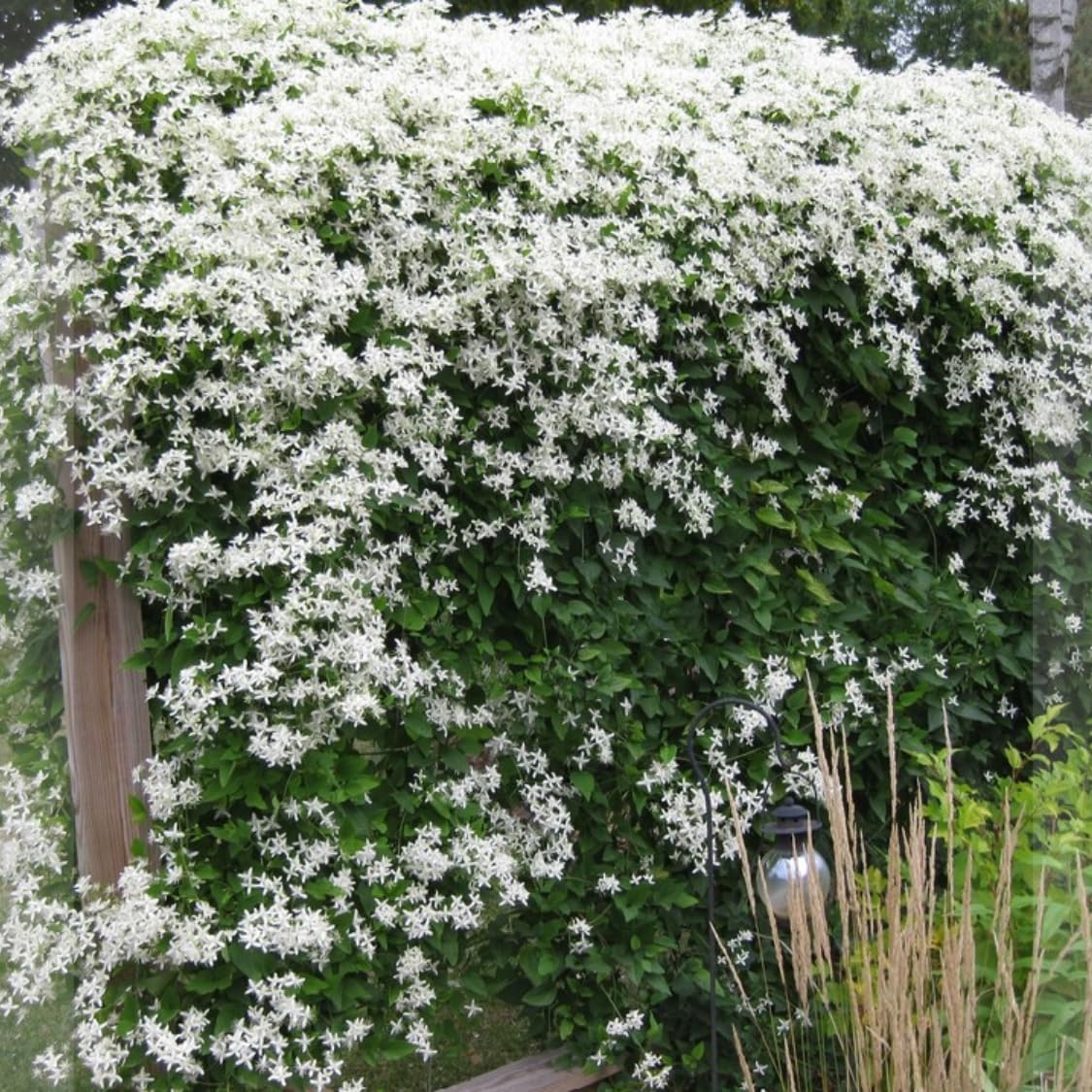 3 Clematis Plants Live Trees Seedlings, Sweet Autumn Clematis Vine in 4-inch Pot, Dormant in Winter, Spring Blooms