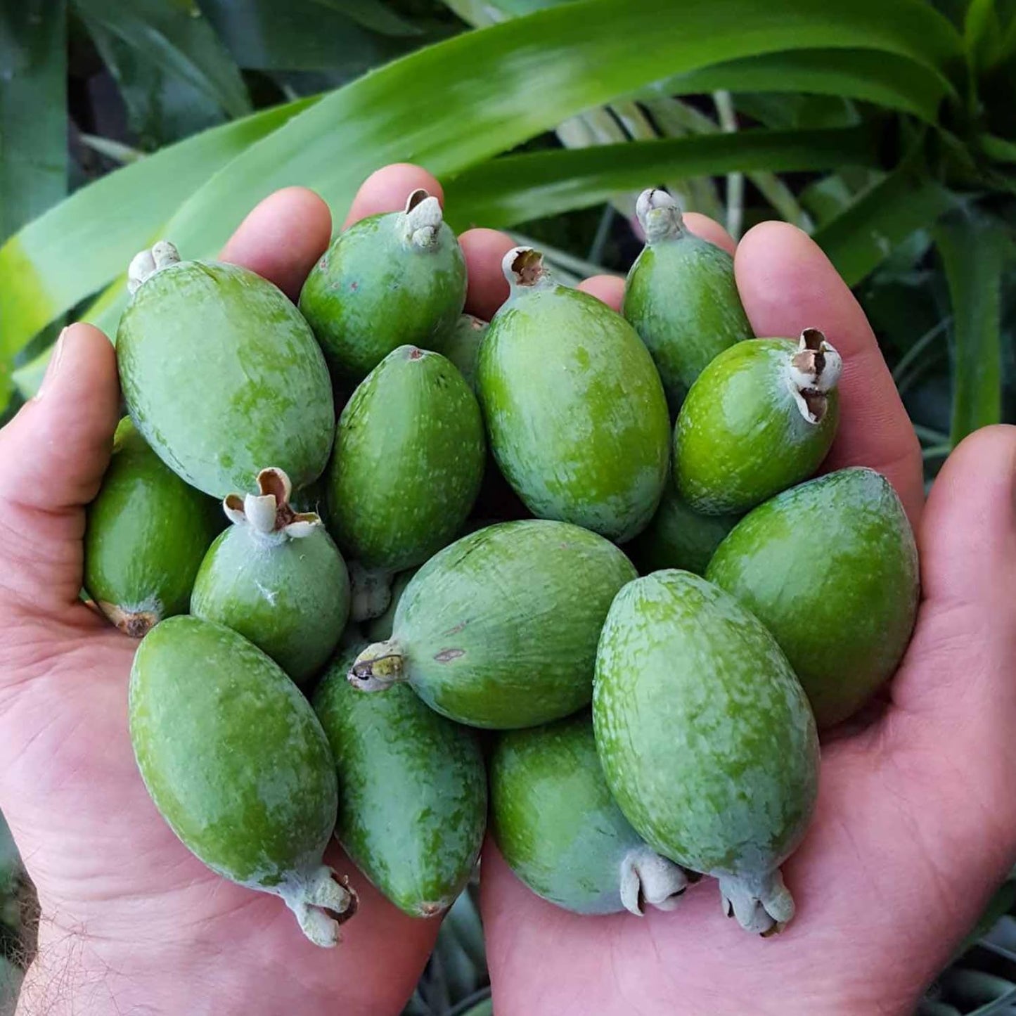 Pineapple Guava Tree Live Plant, 4-8” Tall, Tropical Guava Live Plant for Home Garden, Guava Fruit Seedling