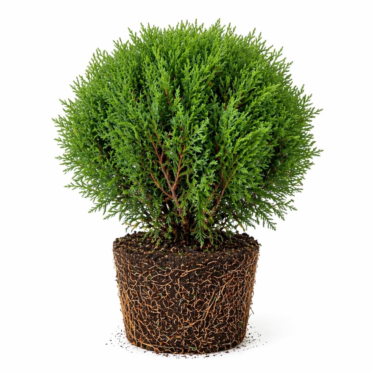 Mr Bowling Ball Live Plant in Quart Pot, 4-6 Inch Tall Arborvitae Shrub, Easy to Grow, Compact Dwarf Evergreen, Ideal for Borders, Containers & Garden Spaces