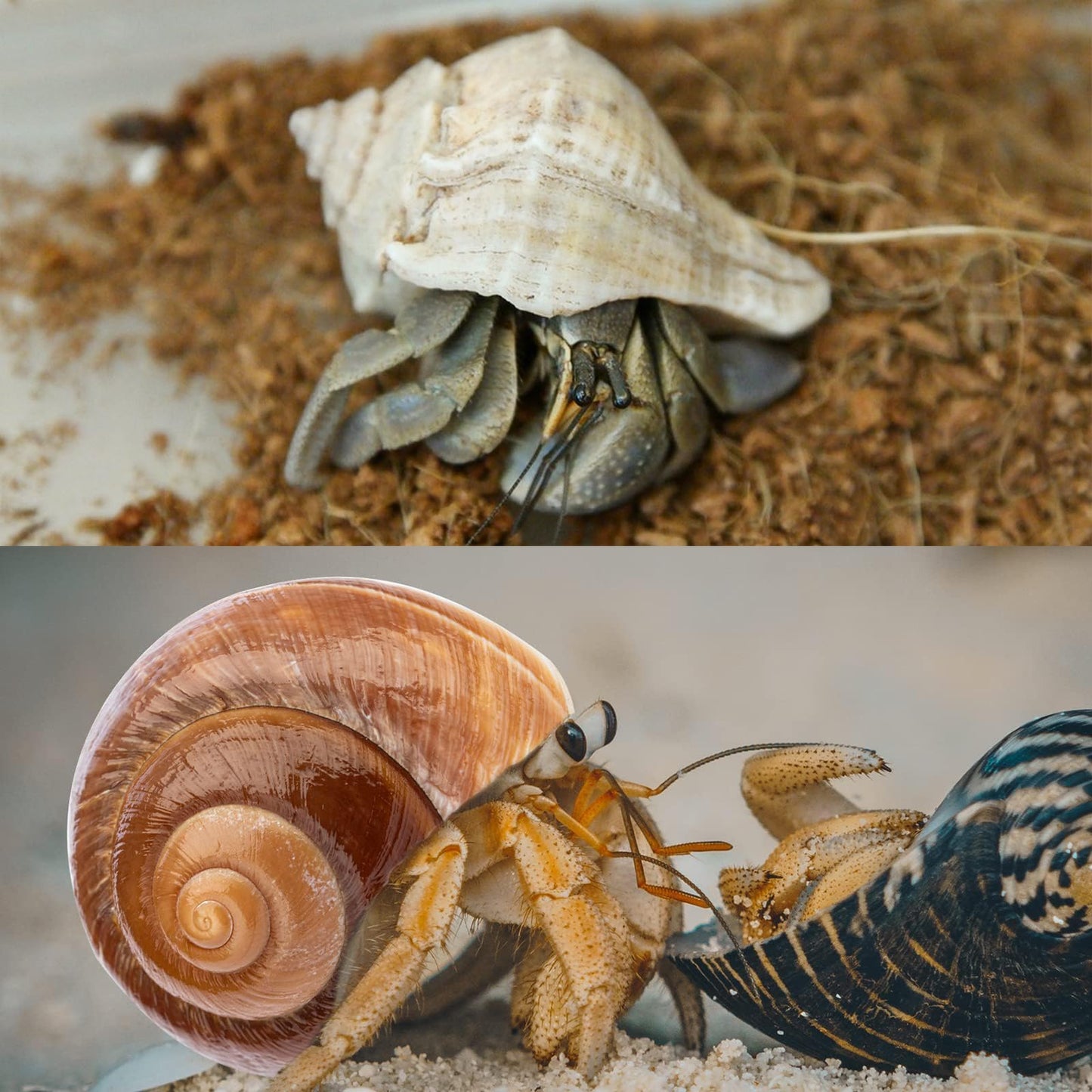 6PCS Large Hermit Crab Shells | Natural Sea Conch Size 3" - 3.5", Opening Size 1.5" - 2.5" | Turbo Seashells for Hermit Crab Supplies and Beach Decoration Large Sea Shell