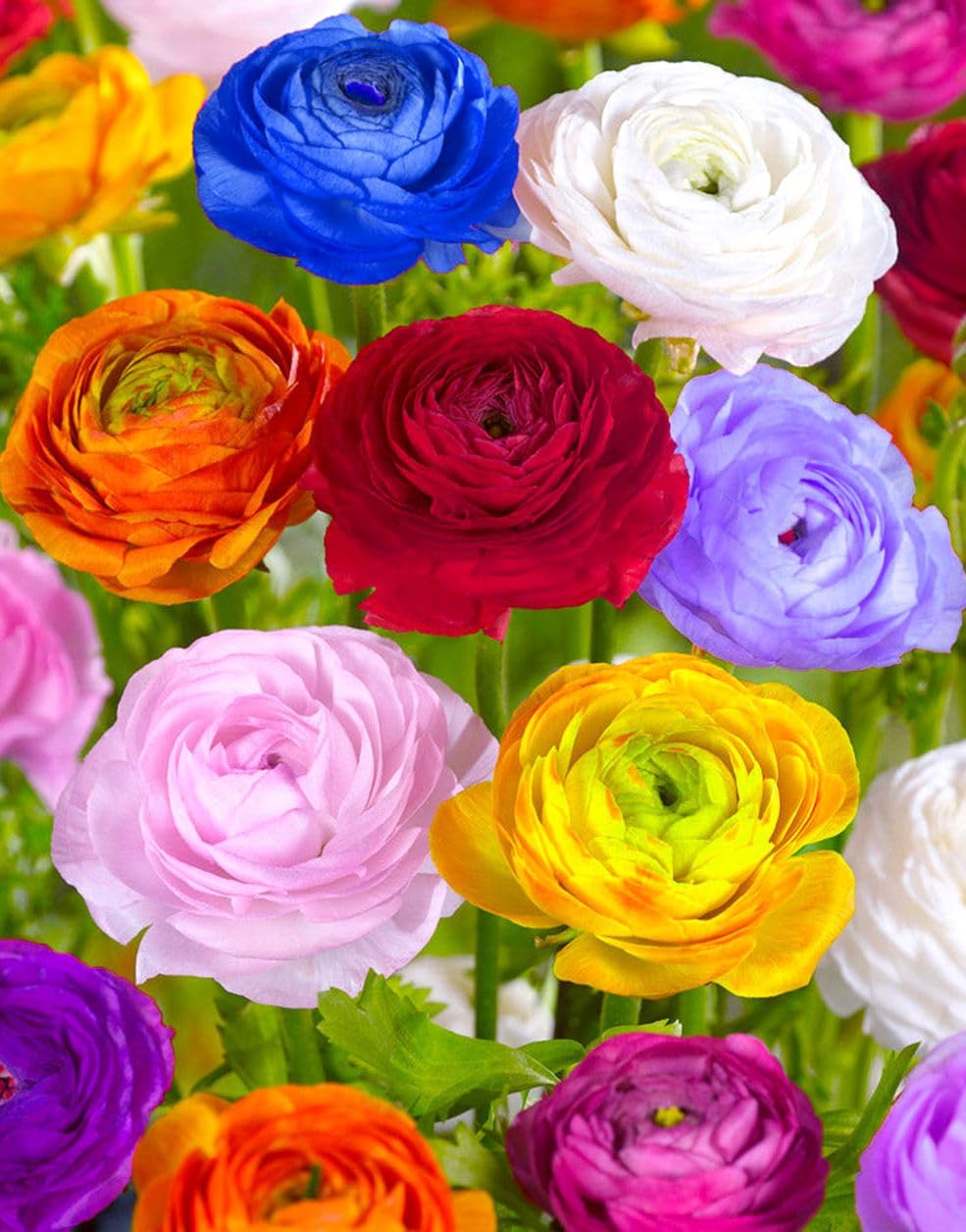 Mixed Peony Ranunculus Bulbs- Persian Buttercup -10 Corms Bulbs Flowering Blooms Perennial Bulbous Root Garden Plant