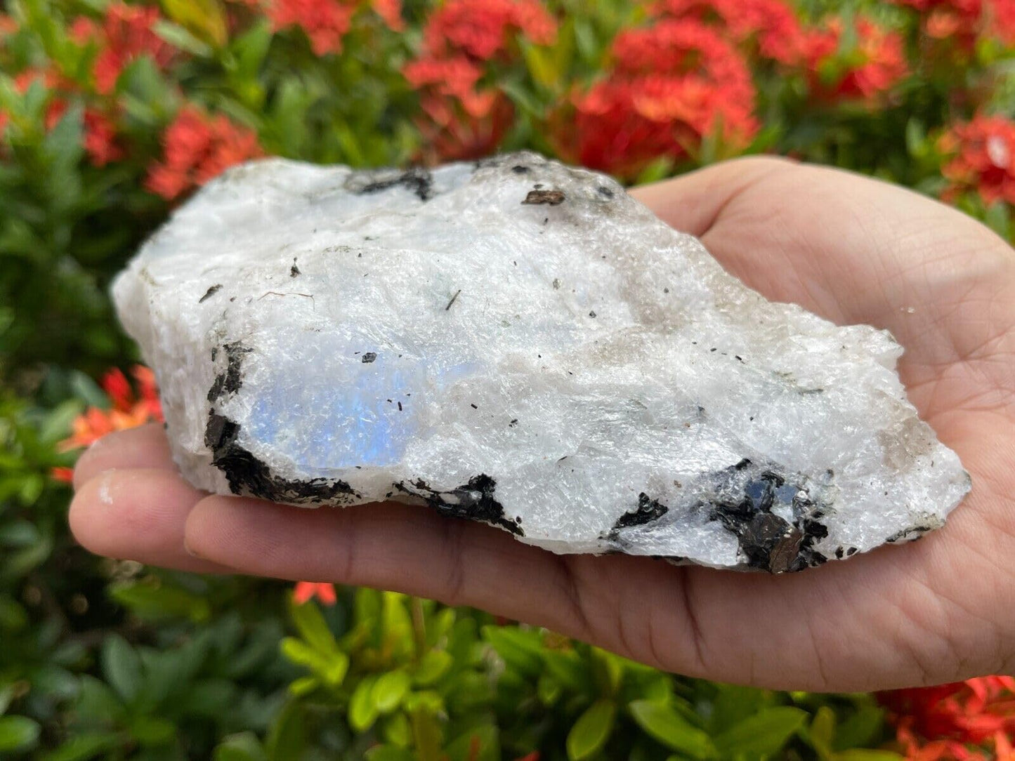 GAF TREASURES XL Raw Rainbow Moonstone, Rainbow Moonstone Rough, Rainbow Moonstone Healing Rough Crystal (Rainbow Moonstone, 0.5-1 lb)