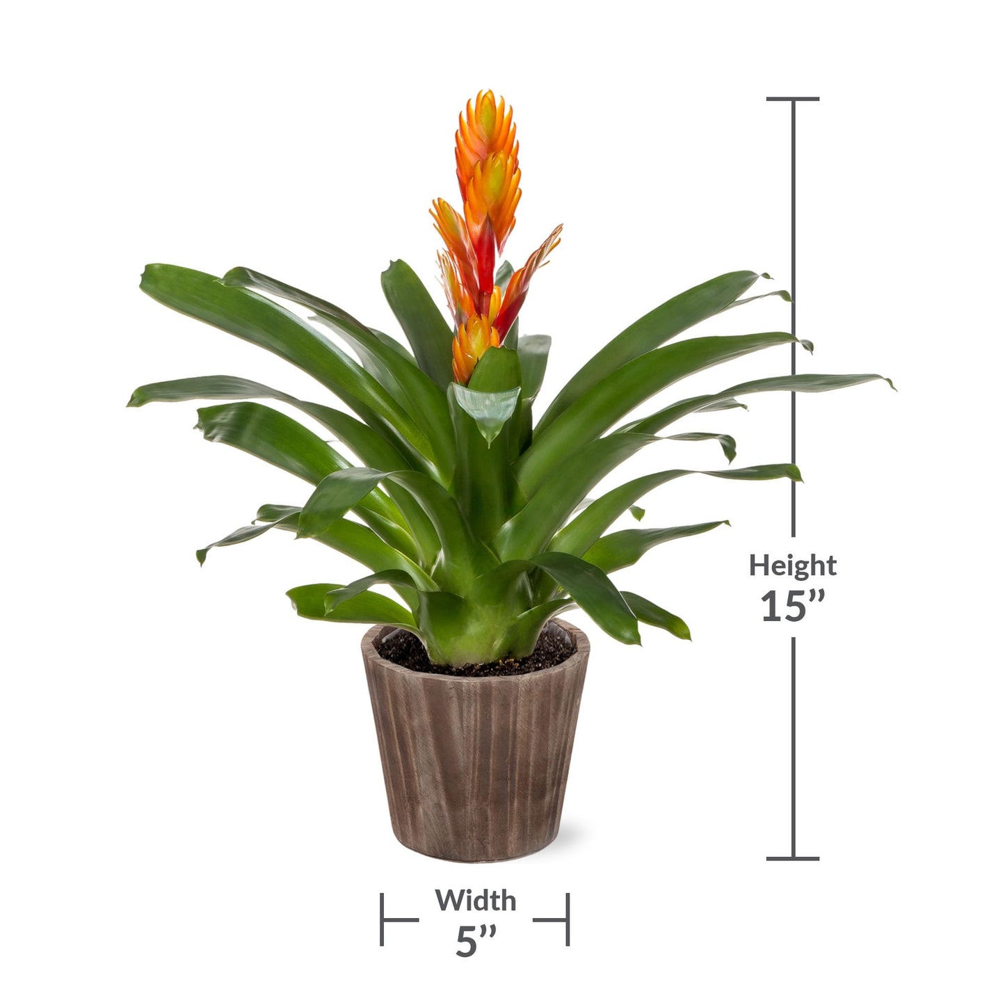 Green Circle Growers 5" Orange Vriessa Bromeliad in Brown Wilson Wood Planter, Live Plant