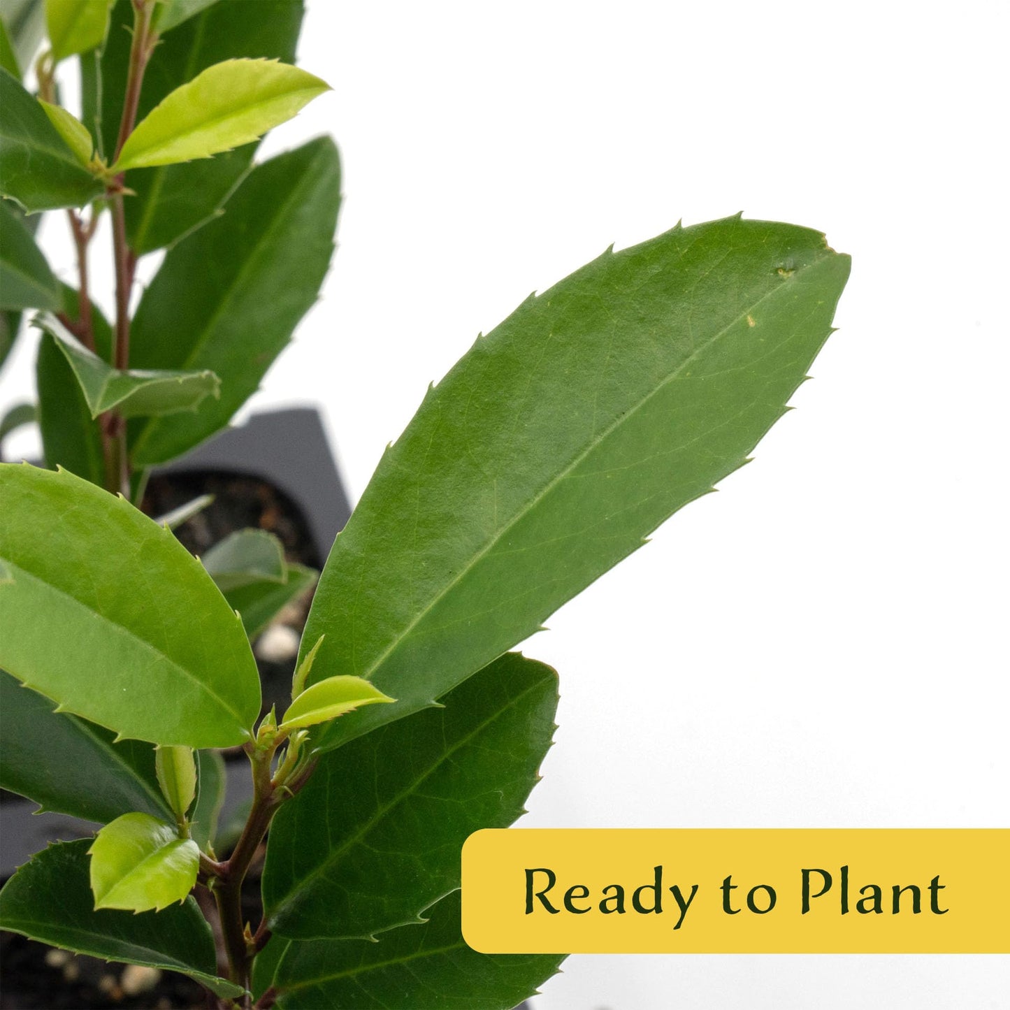 6 Carolina Cherry Laurel in 2.5” Nursery Cubes (Prunus caroliniana) | Evergreen Screening Shrub or Small Tree for Hedges, Borders & Wildlife | Ready-to-Plant Live Starter Plants