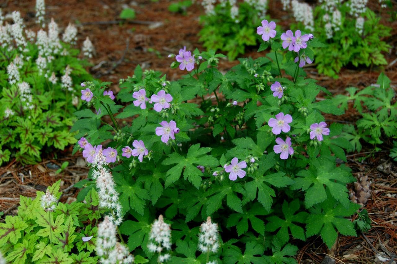 Live Plant - 5 Wild Geranium Roots - Cranesbill/Spotted Purple Flower - Geranium maculatum