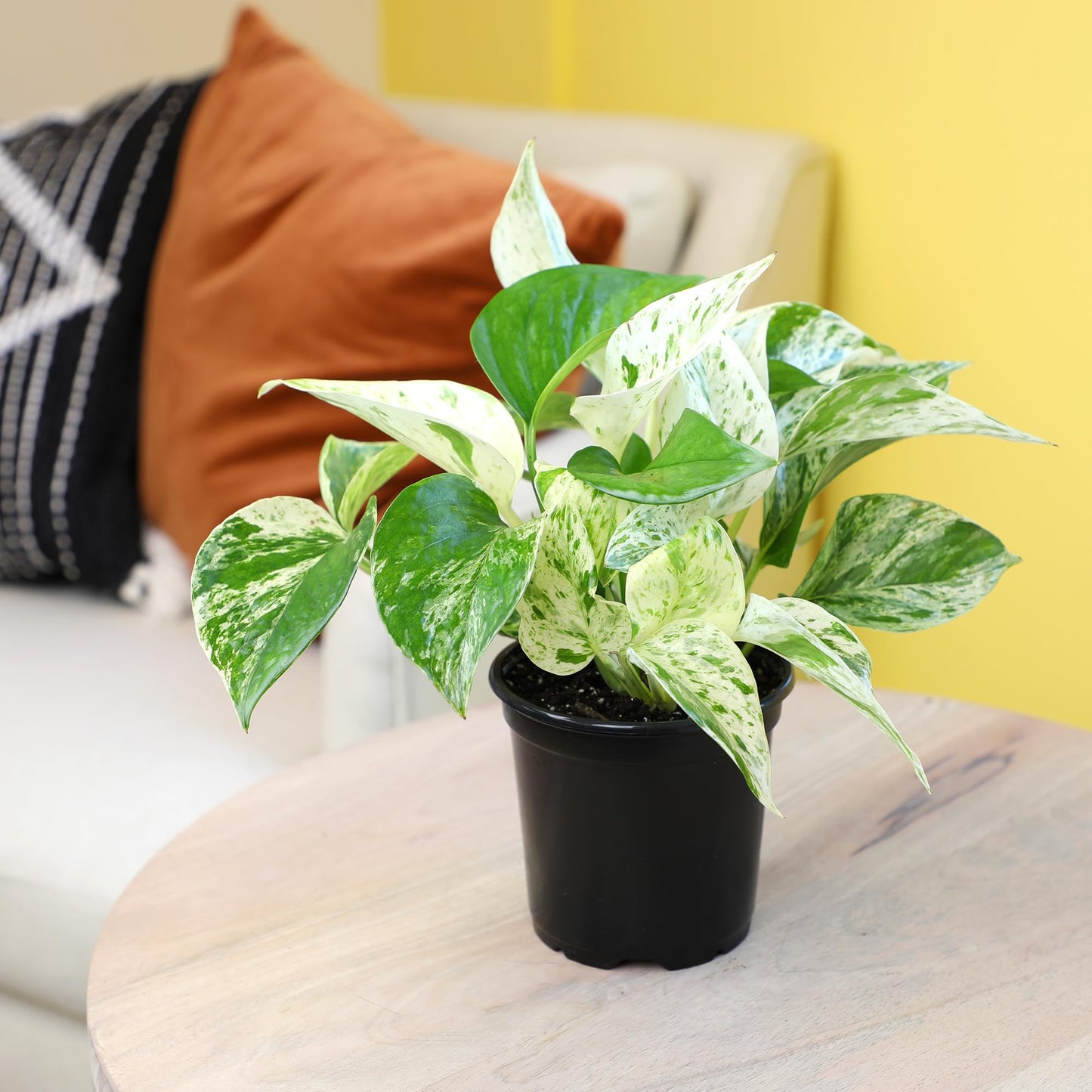 Live Pothos Plants (3PK) Indoor Plants Live Houseplants Mix Pack, Pothos Live Plant Box, Epipremnum Aureum, House Plants Indoors Live Plants, Real Plant Decor, Devils Ivy Vine by Plants for Pets