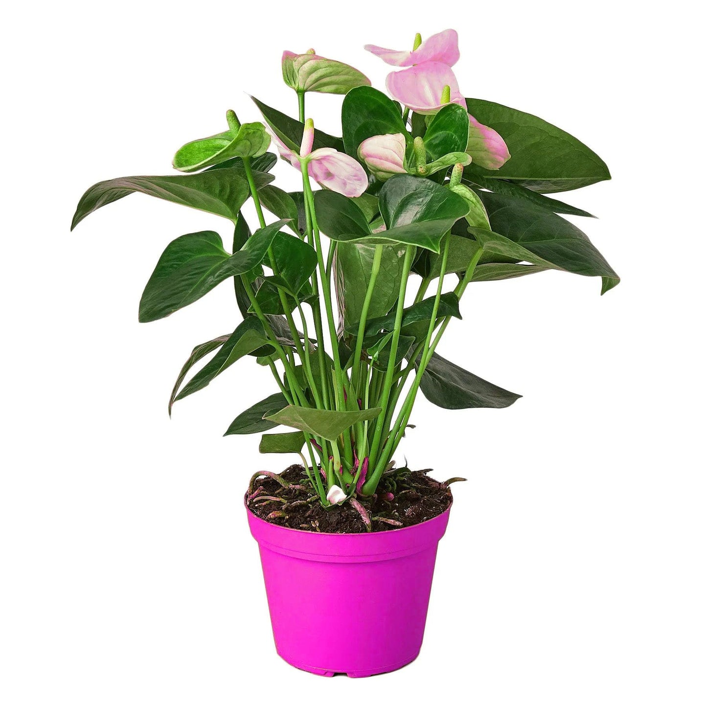 Anthurium 'White' in 6in Pot - Live Tropical Houseplant - Easy to Grow | Variegated | USA Growers | The Snobby Leaf
