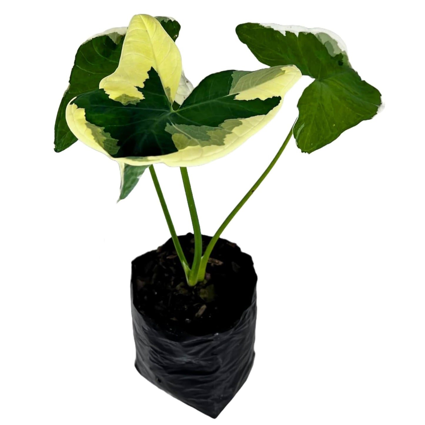 LEAL PLANTS ECUADOR Alocasia Variegated Mickey Mouse (Pack of 2) | Elephant Ear Plant | Heartshape Plant