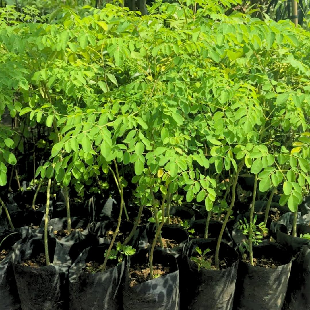 Moringa Oleifera Tree Live Plant, 4 Months Old Malunggay Plant in Pot, Well-Rooted Drumstick Trees Ready to Grow Outdoor