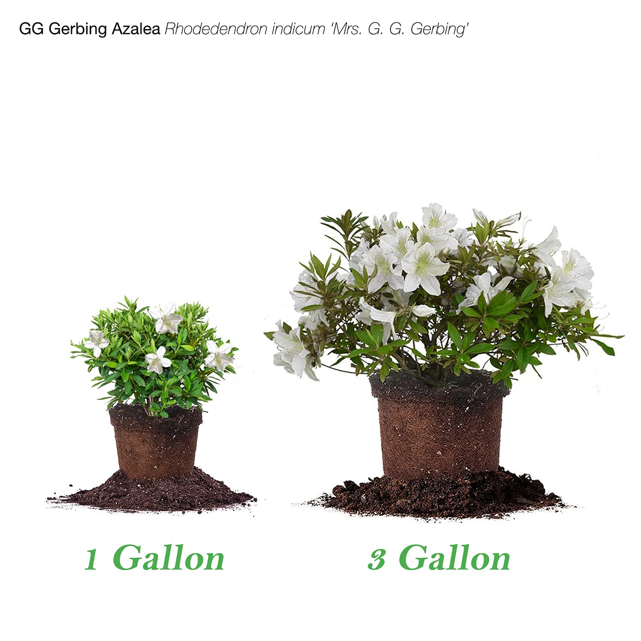 PERFECT PLANTS GG Gerbing Azalea Bush | 3 Gal. Pot | Large White Blooms | Southern Staple