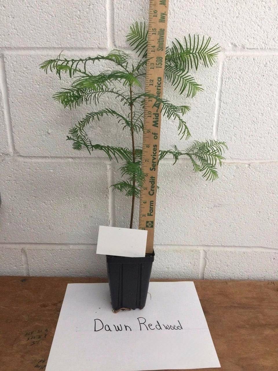 2 Dawn Redwood Trees - 8-12" Tall Live Plants - Quart Pots - Metasequoia glyptostroboides
