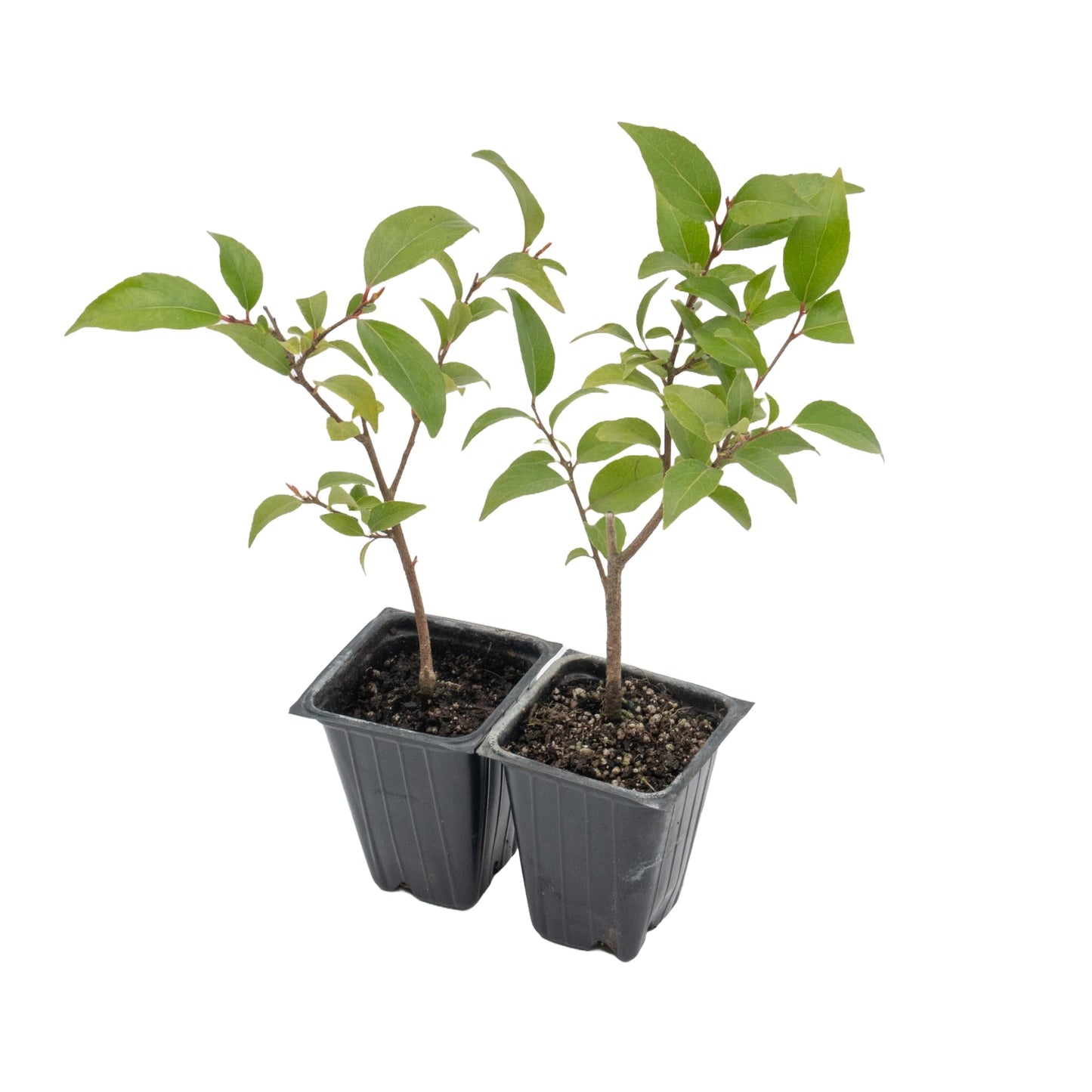 2 Xylosma Congestum, Live Plants – Shiny Xylosma in 2.5” Nursery Cubes – Fast-Growing, Low-Maintenance Evergreen Shrub for Hedges & Landscaping